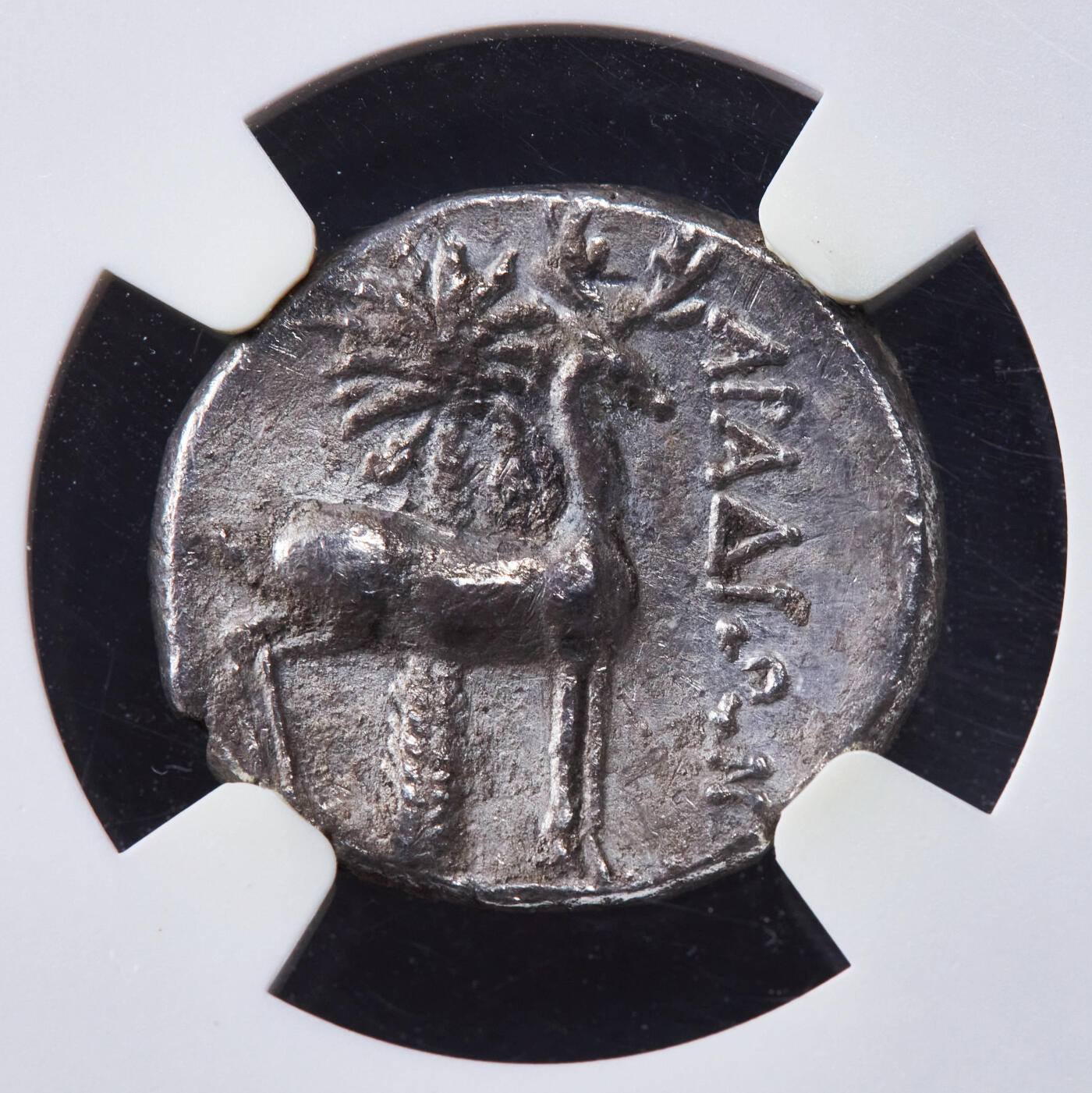 【俄甄集藏】2025年(044)11-12星期三晚 19:30 全场包邮 古希腊腓尼基阿拉多斯公元前153-前152年1德拉克马蜜蜂/雄鹿银币，NGC AU(Str 5/5, Sur 2/5)，带明确发行纪年，正面蜜蜂代表月神阿尔忒弥斯的化身，背面是代表月神阿尔忒弥斯驭兽的雄鹿站像，雄鹿后方是一棵棕榈树，币文为地名阿拉多斯，细节精美刻画生动，阿拉多斯蜜蜂银币十分稀少，常见品种为弗所城发行的蜜蜂银币直径18mm，重3.96克