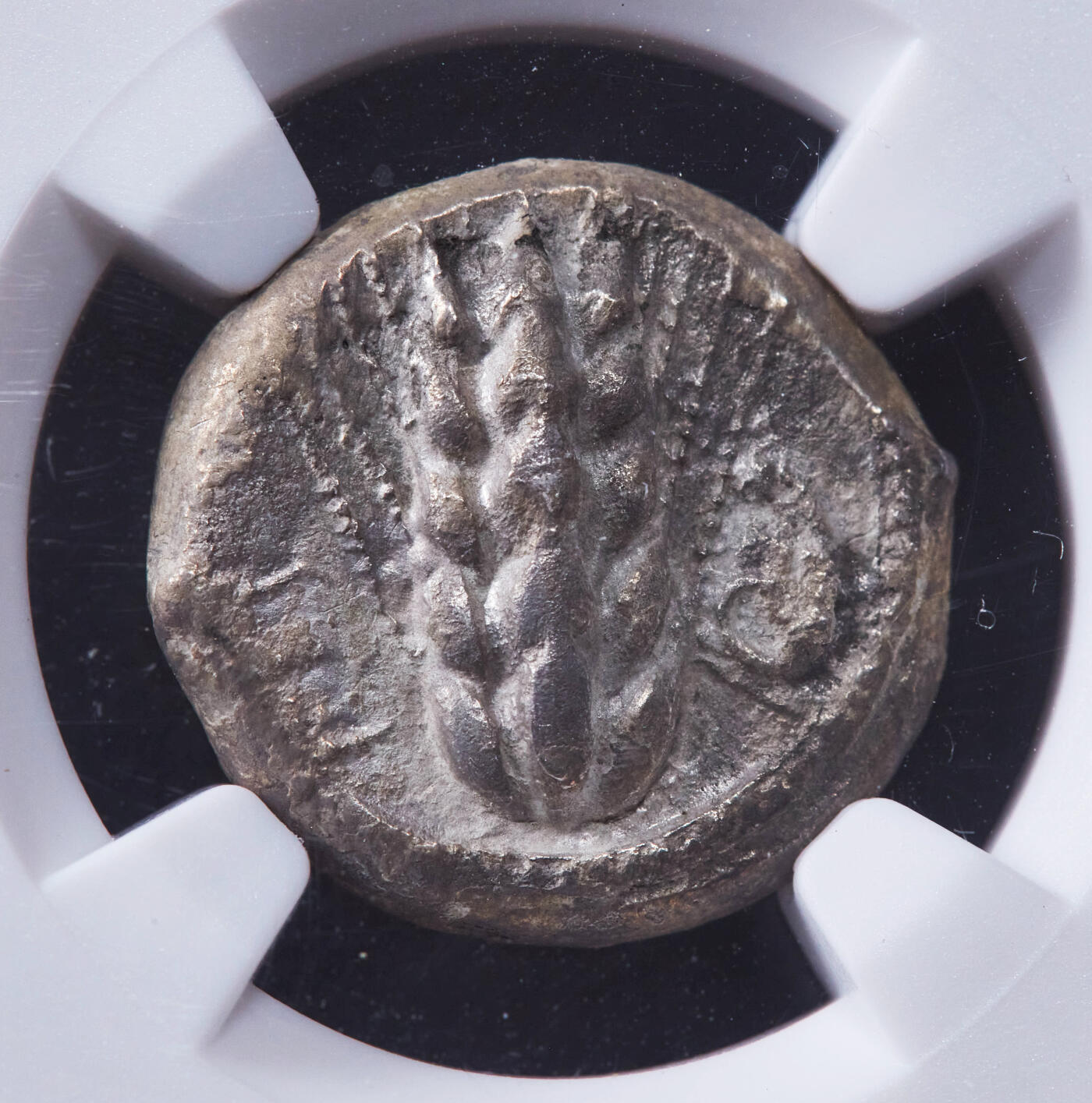 【俄甄集藏】2025年(044)11-12星期三晚 19:30 全场包邮 古希腊卢卡尼亚梅塔蓬城公元前470-前440年1斯塔特大麦公羊首穗银币，NGC ChVF，正面一株大麦穗，左侧币文为地名梅塔蓬城，右侧羊首，背面内凹大麦穗图案，打制周正，经典品种