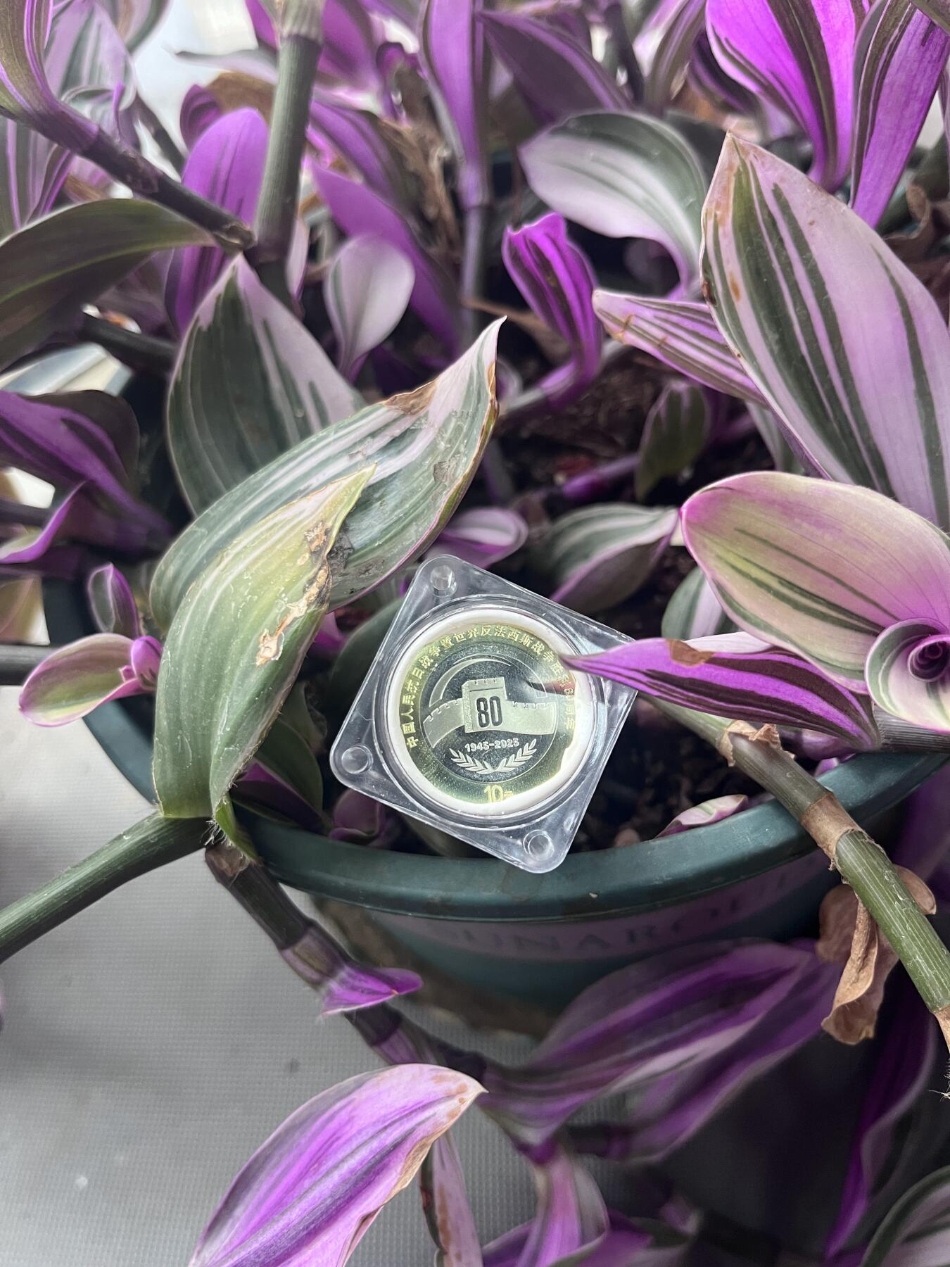 反法西斯纪念币🪙80周年一卷尾8