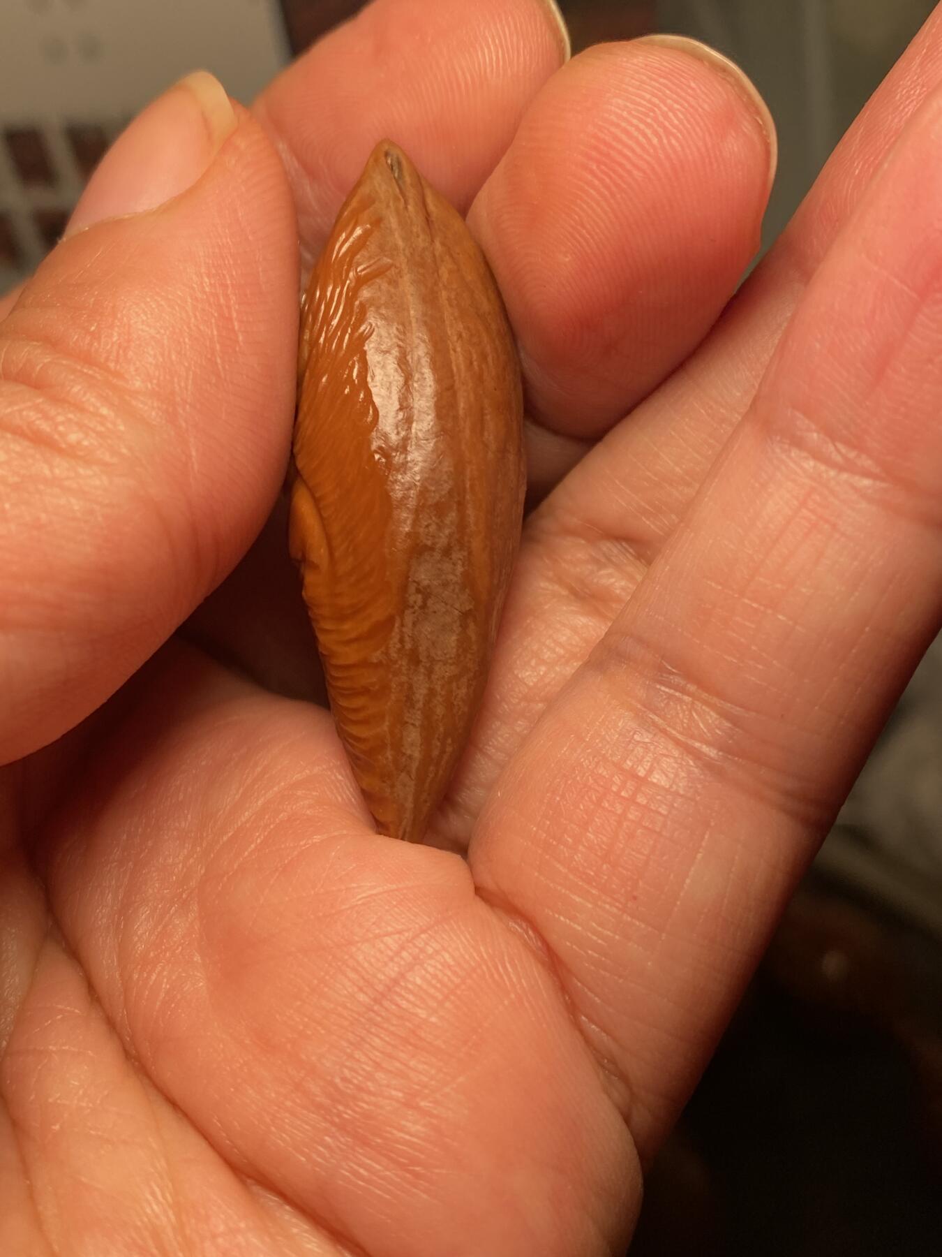 大佬都在看的苏工核雕捡漏价