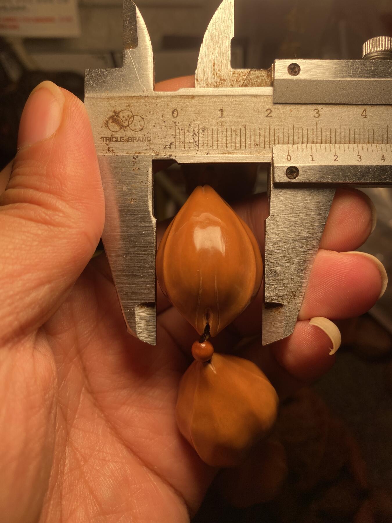 大佬都在看的苏工核雕捡漏价