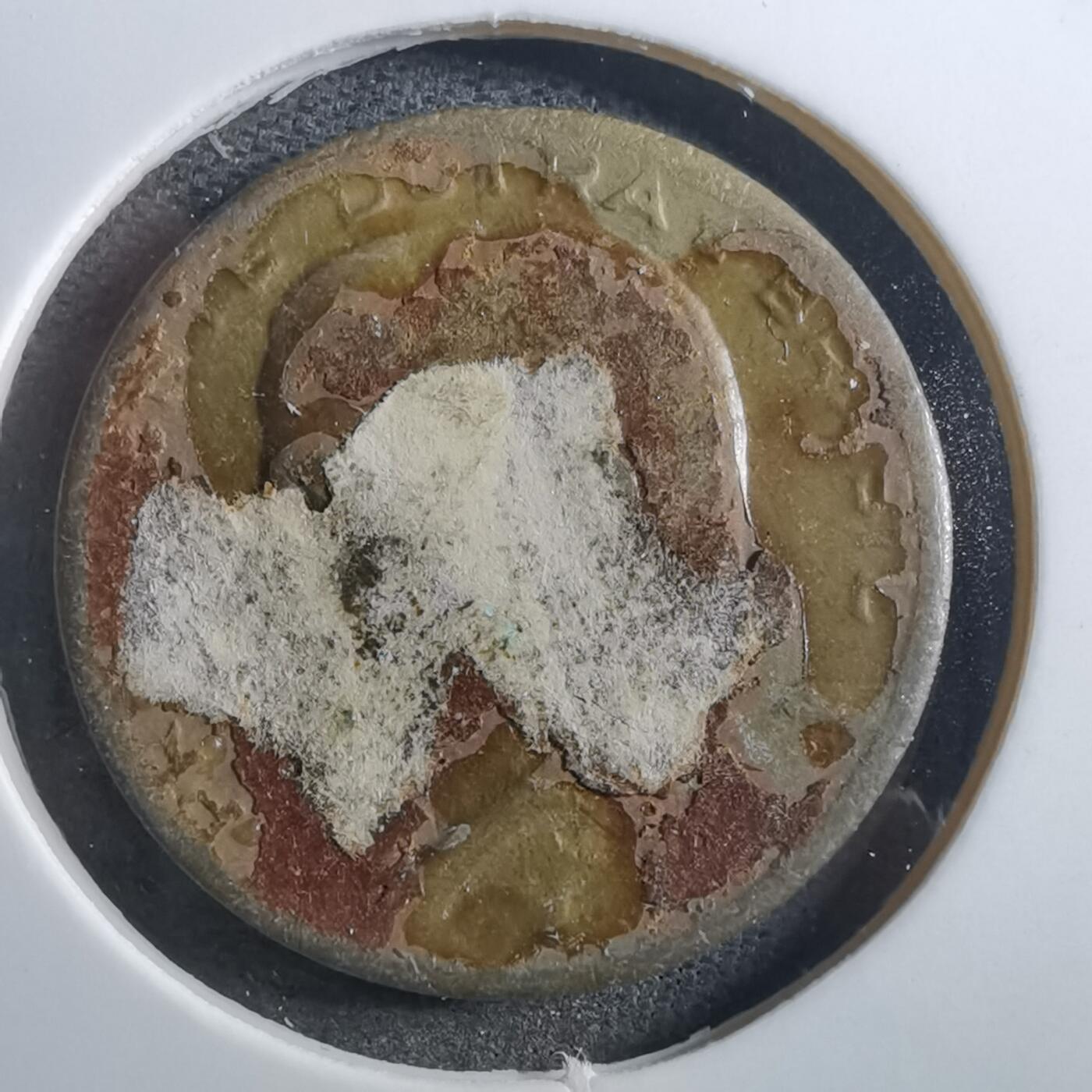 沼泽如烟--第897场