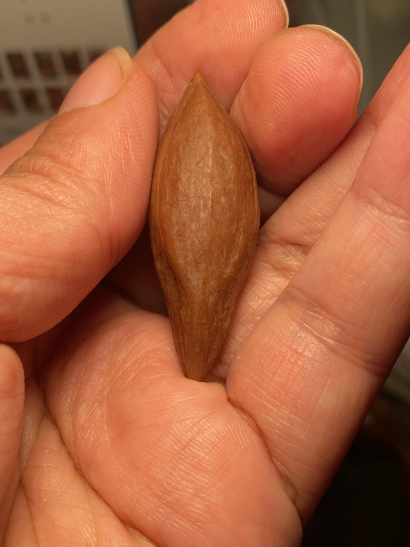 大佬都在看的苏工核雕捡漏价