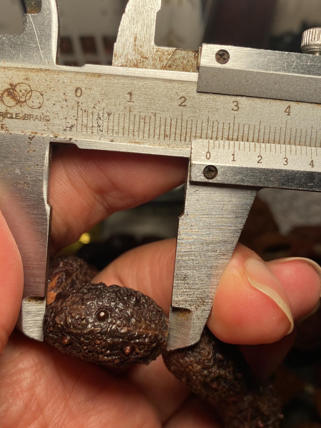 大佬都在看的苏工核雕捡漏价