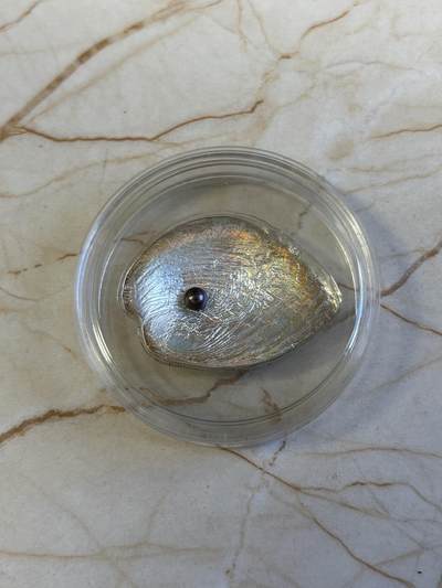 第181期拍卖 - 帕劳2012年彩鲍含珠精制鲍鱼贝壳幻彩镶珍珠银币带证书，999银，25克，发行2000枚