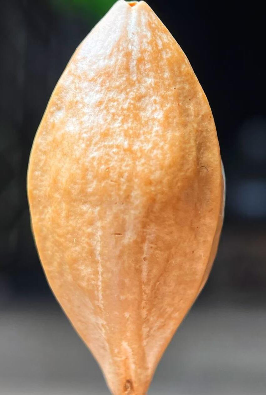 橄榄核雕2.0三不小弥勒 单粒