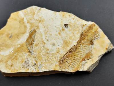 11月13日奖章钱币专场（今晚继续更新） - 侏罗纪时期 狼鳍鱼化石