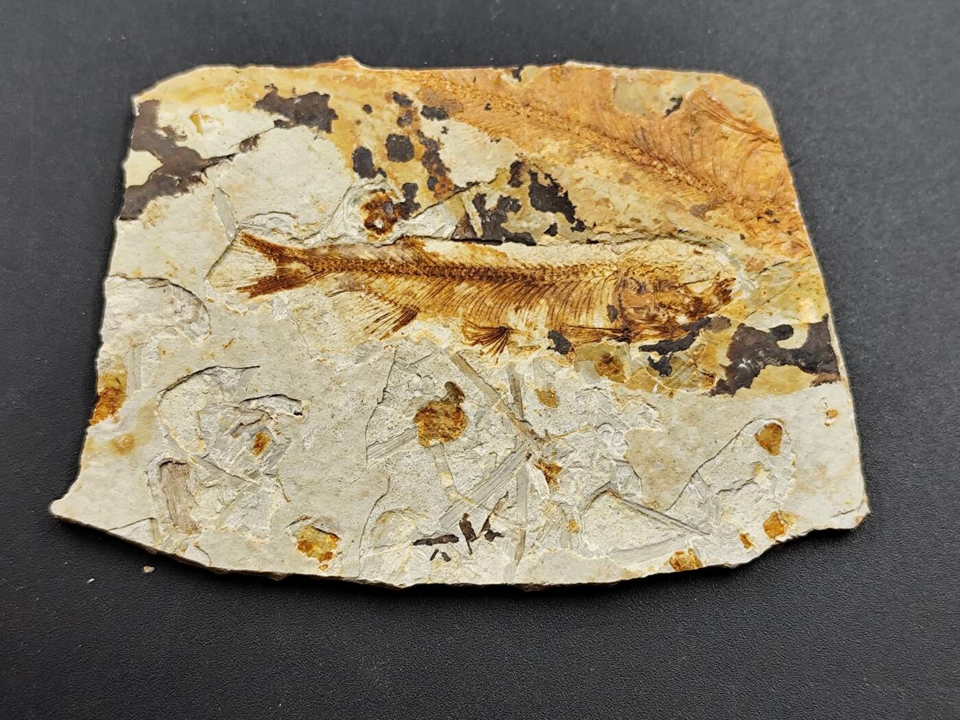 11月13日奖章钱币专场（今晚继续更新） 侏罗纪 狼鳍鱼化石