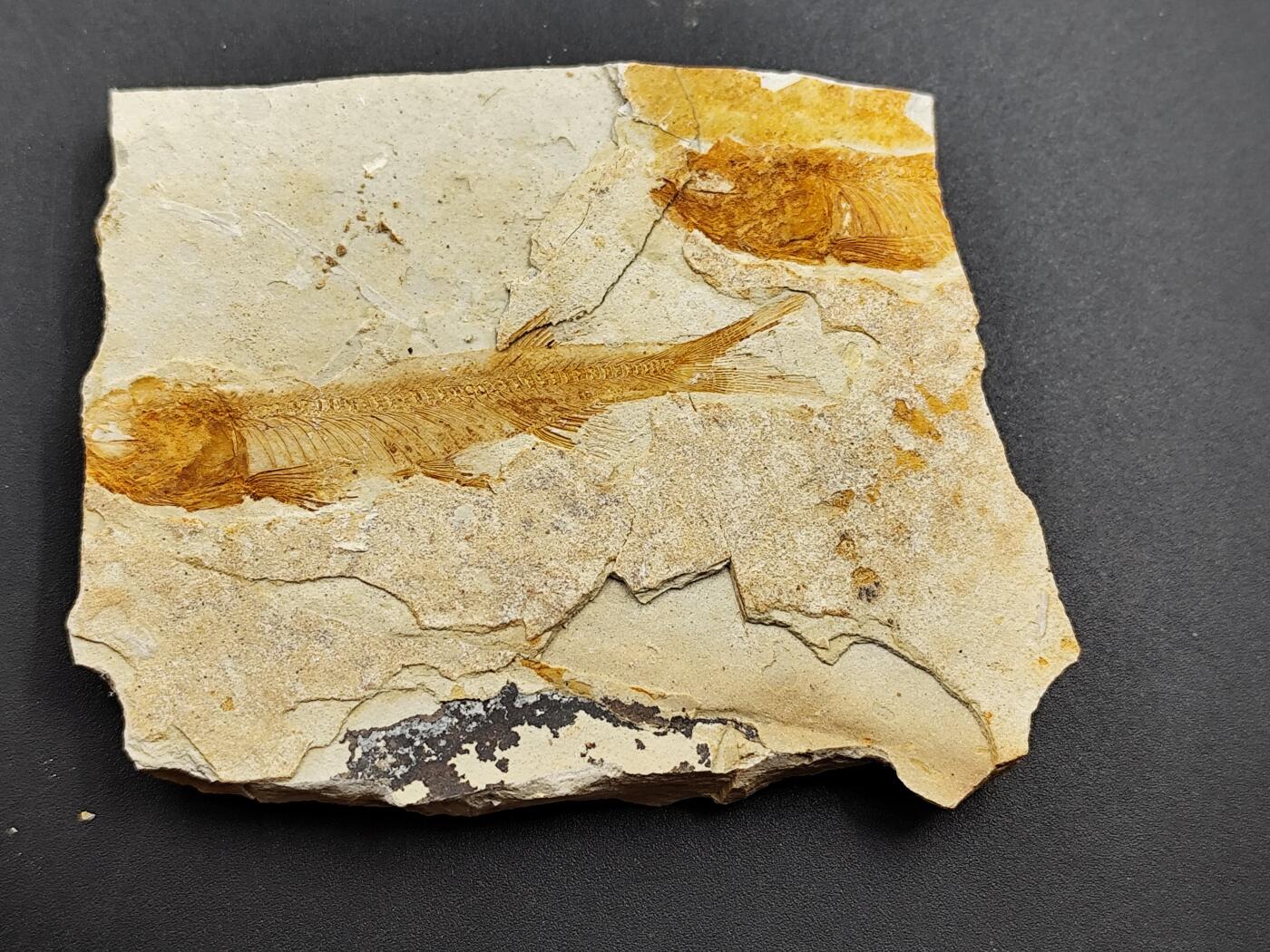 11月13日奖章钱币专场（今晚继续更新） 侏罗纪时期 狼鳍鱼化石