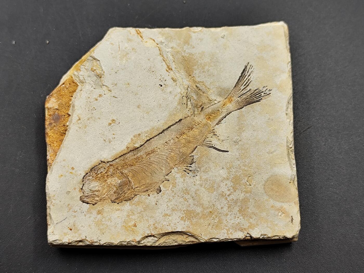 11月13日奖章钱币专场（今晚继续更新） 狼鳍鱼化石