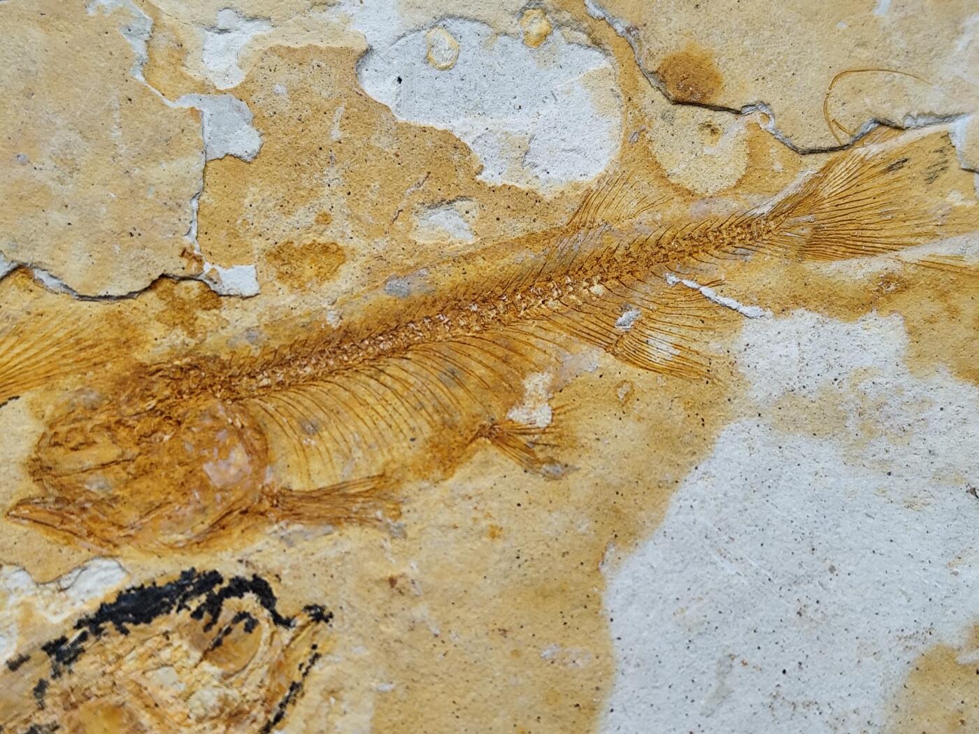 11月13日奖章钱币专场（今晚继续更新） 侏罗纪时期 狼鳍鱼化石