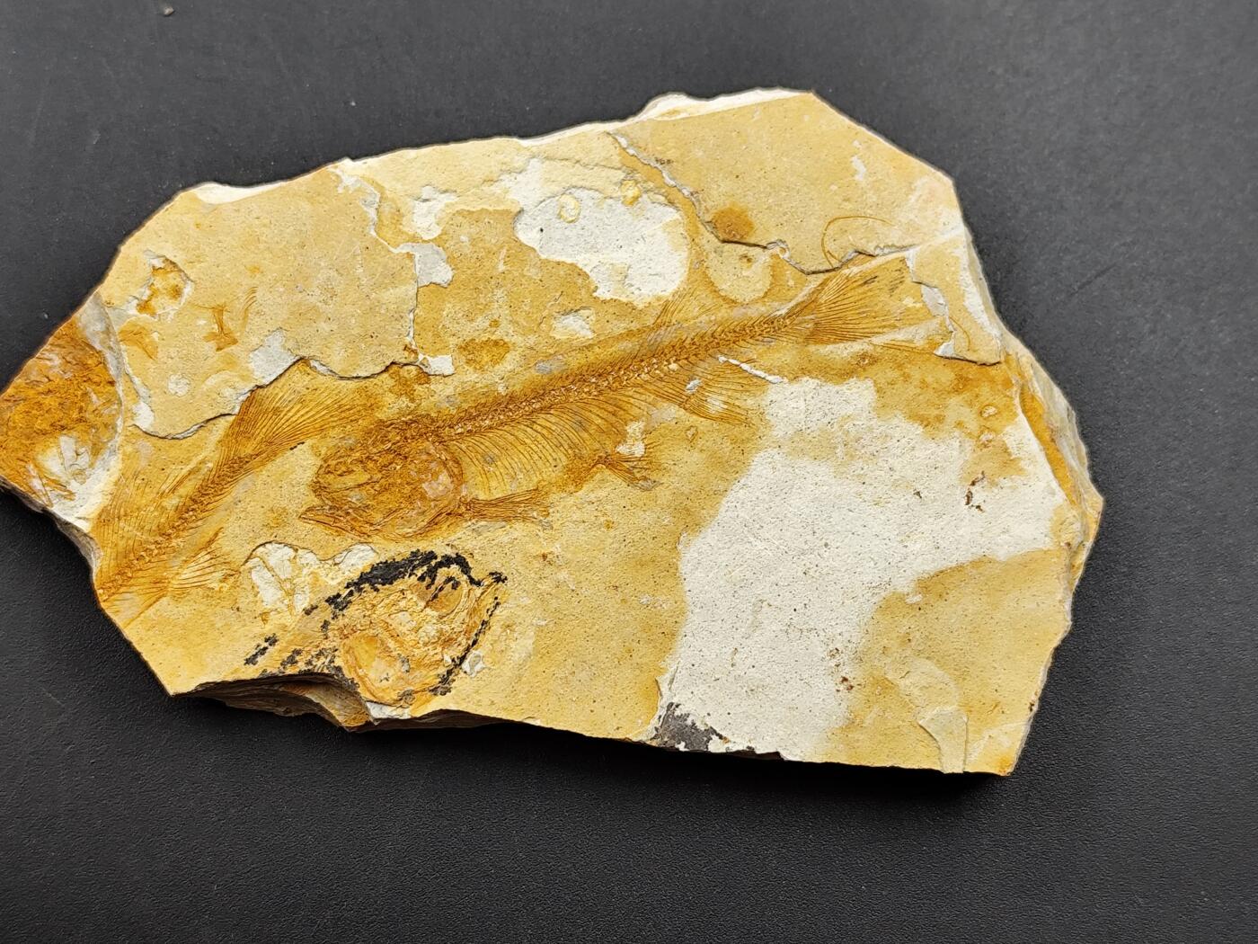 11月13日奖章钱币专场（今晚继续更新） 侏罗纪时期 狼鳍鱼化石