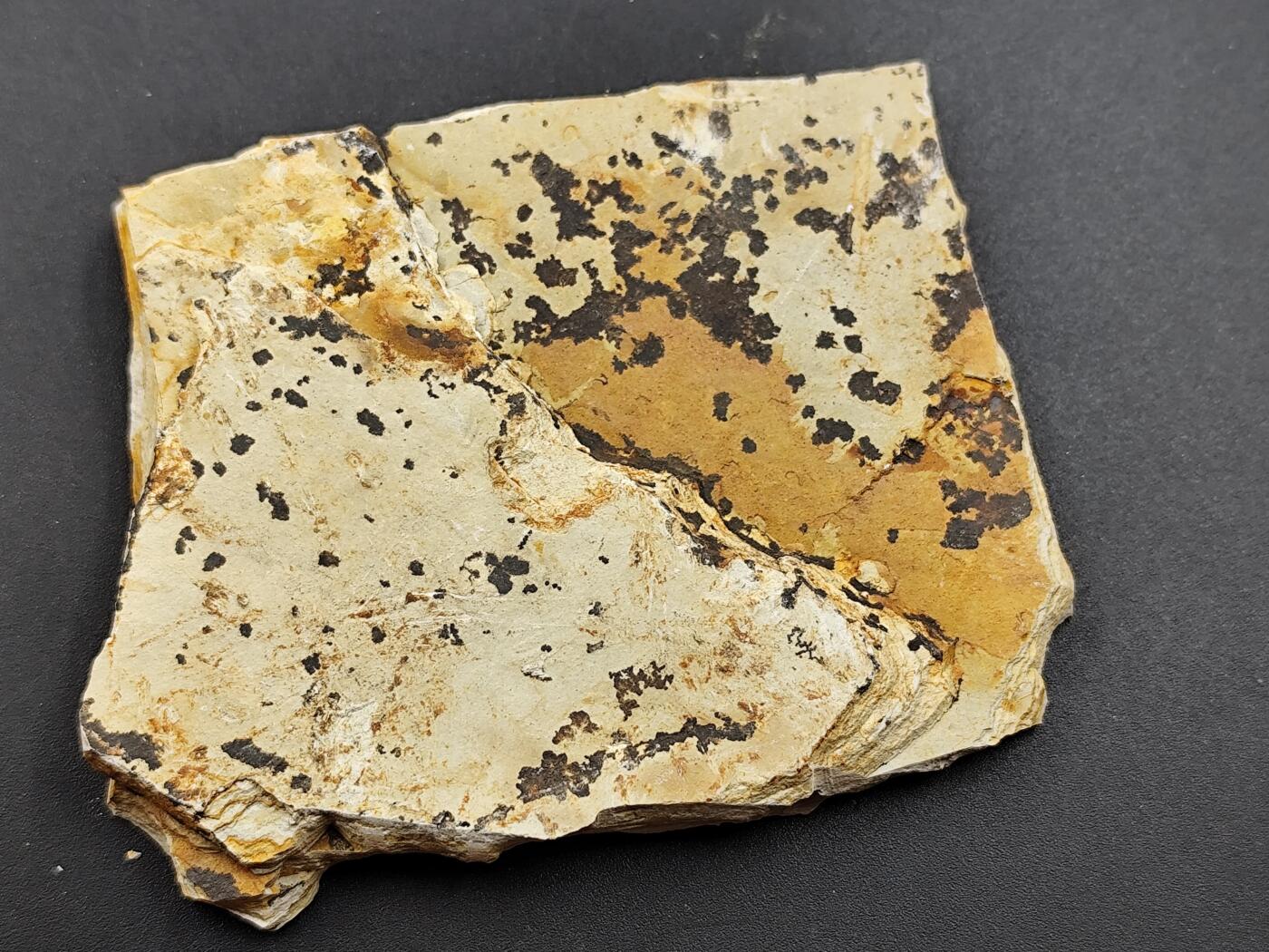 11月13日奖章钱币专场（今晚继续更新） 侏罗纪时期 狼鳍鱼化石