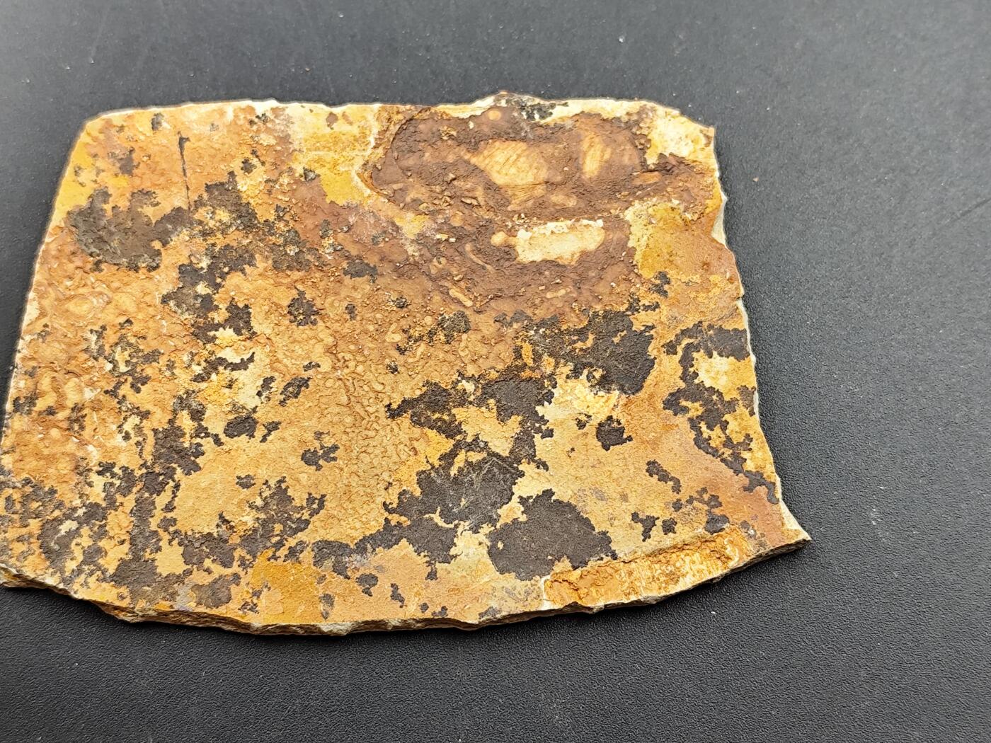 11月13日奖章钱币专场（今晚继续更新） 侏罗纪 狼鳍鱼化石