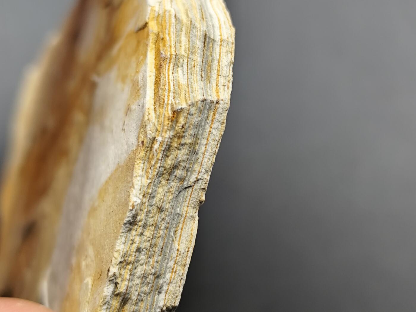 11月13日奖章钱币专场（今晚继续更新） 侏罗纪时期 狼鳍鱼化石