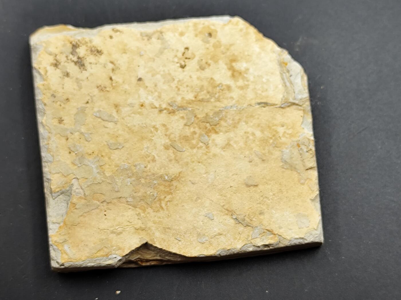 11月13日奖章钱币专场（今晚继续更新） 狼鳍鱼化石