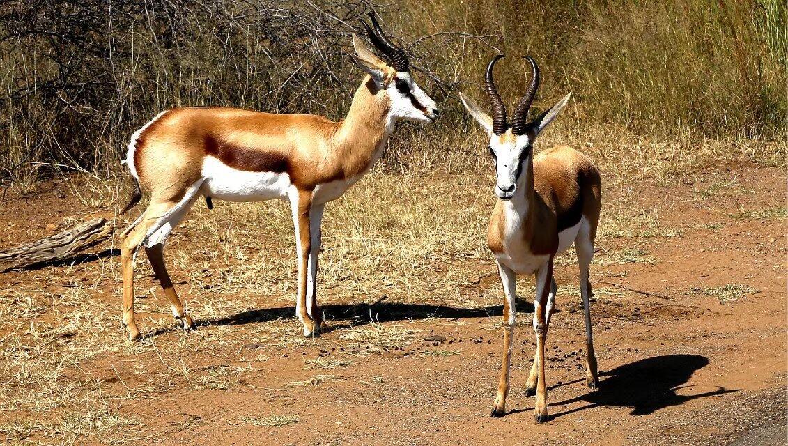 【Blue Auction】世界纸币精拍第752期——18级TOP拍卖/信誉/品质/专业/高效💫 【含1盎司纯金 1OZ Fine Gold 参考金价4100美金/盎司】南非 1978-83年1克鲁格金币（Krugerrand） 重34克 MS品相 金光灿灿 底板丝滑 正面为南非首任总统保罗·克鲁格肖像 背面是南非代表性野生动物跳羚（象征速度和力量）（这是世界上第一枚金衡制盎司金币，一直是南非的法定货币，并开启了投资金币的新纪元）