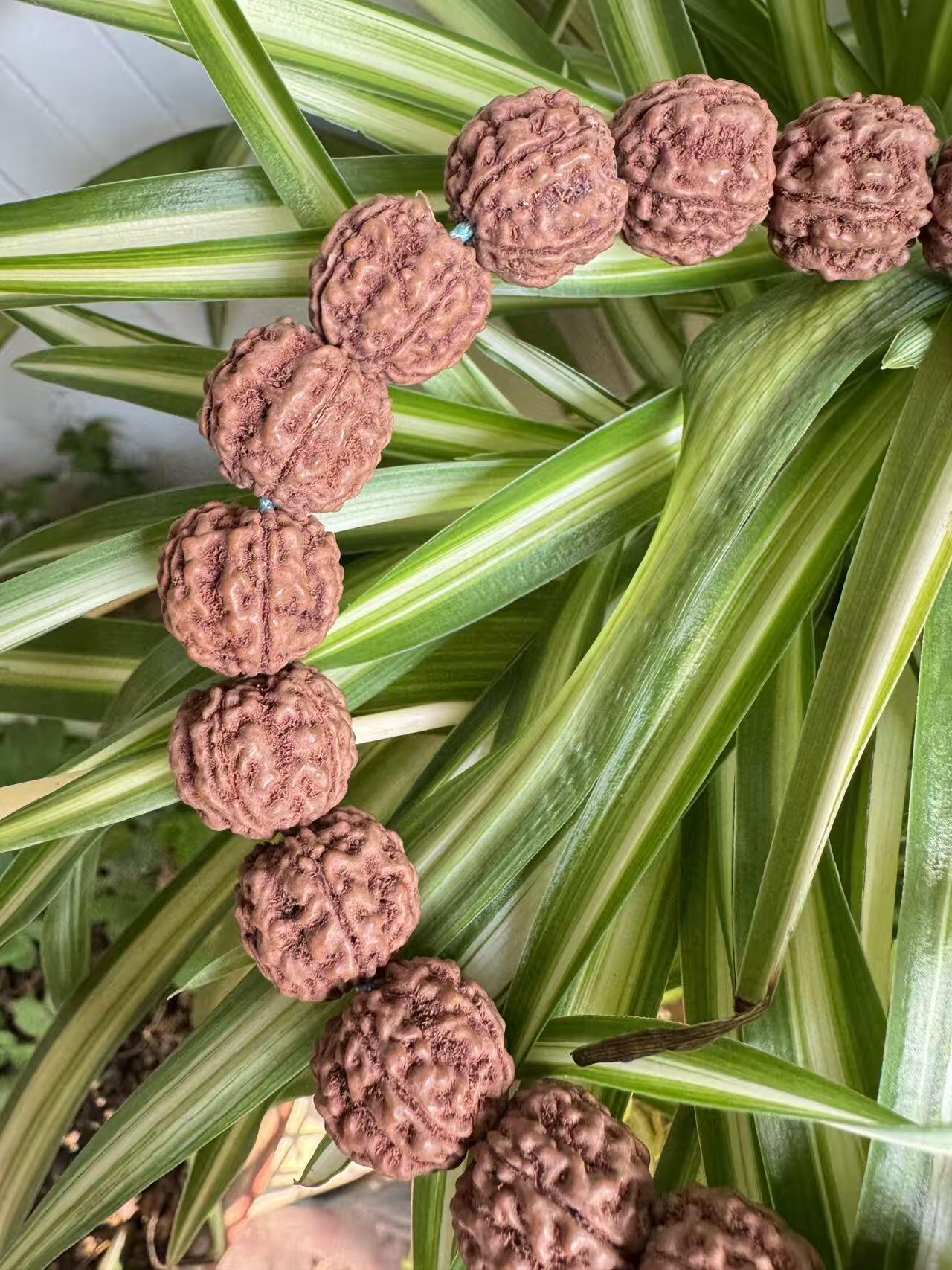 零元拍：红皮花王 原生态 金刚菩提 手持 16MM 爆肉爆红精品