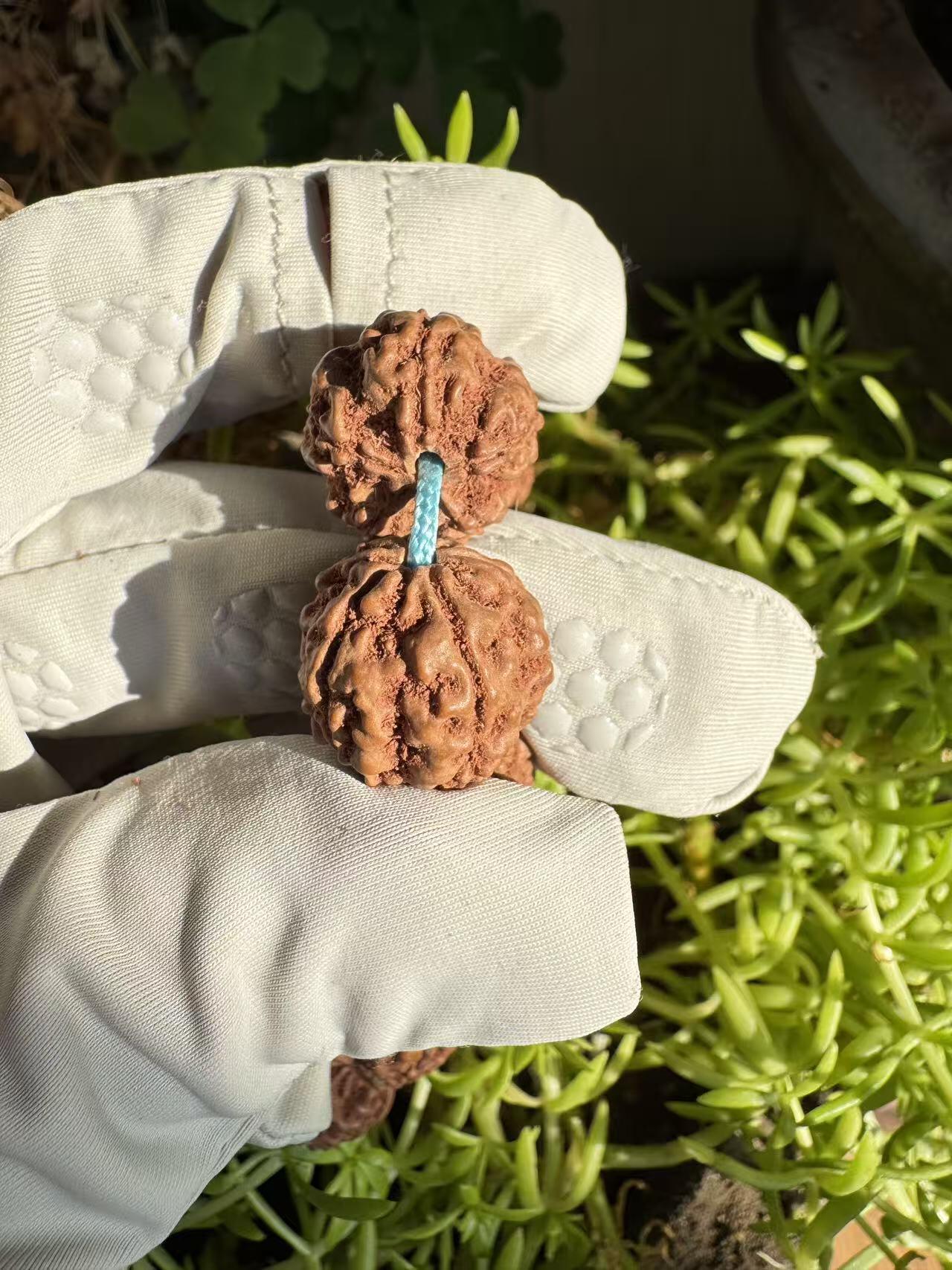 零元拍：红皮花王 原生态 金刚菩提 手持 16MM 爆肉爆红精品