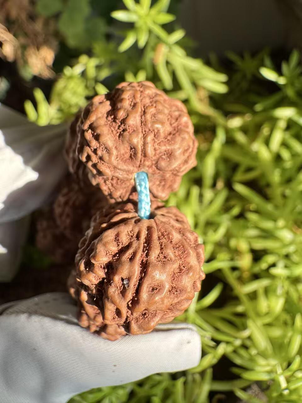 零元拍：红皮花王 原生态 金刚菩提 手持 16MM 爆肉爆红精品