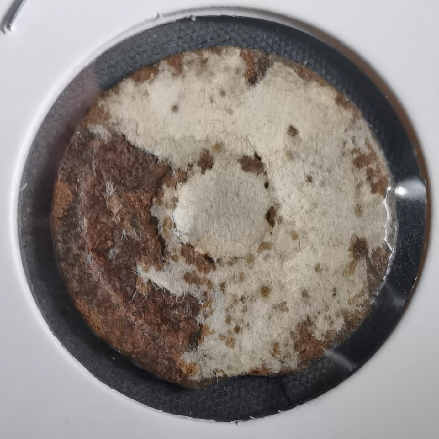 沼泽如烟--第908场 箱馆通宝