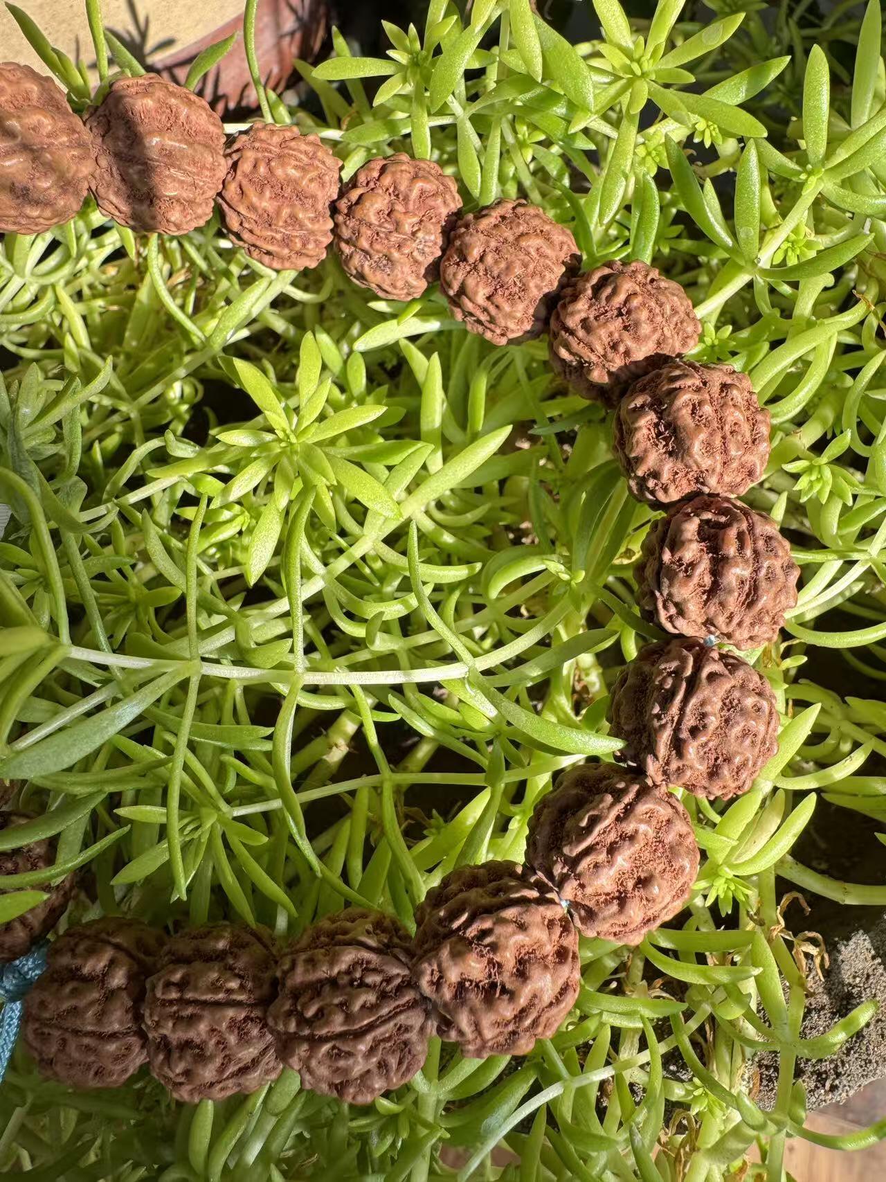 零元拍：红皮花王 原生态 金刚菩提 手持 16MM 爆肉爆红精品