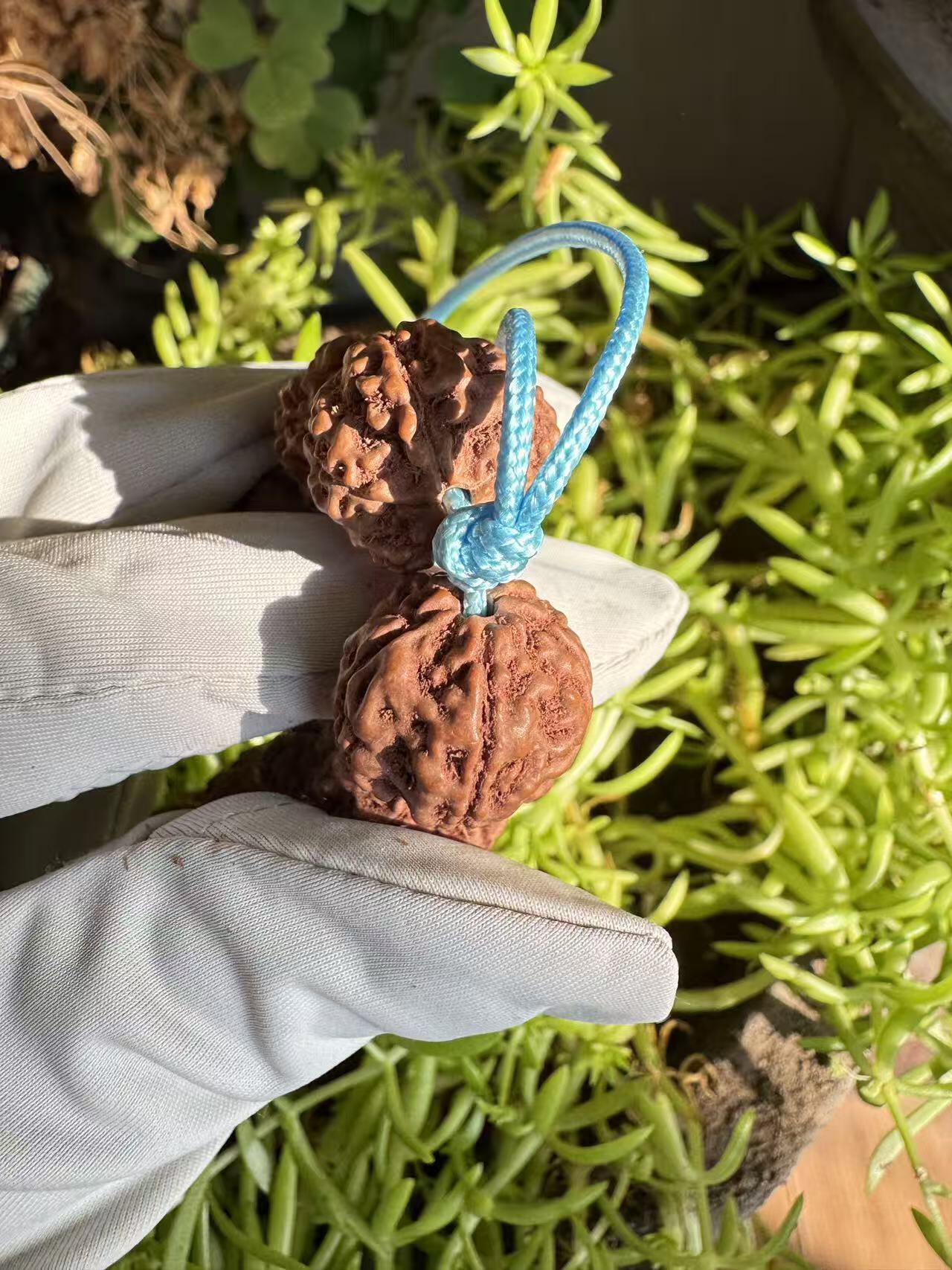 零元拍：红皮花王 原生态 金刚菩提 手持 16MM 爆肉爆红精品