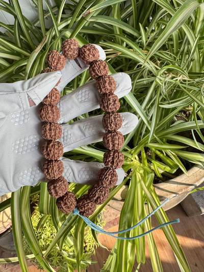 零元拍：红皮花王 原生态 金刚菩提 手持 16MM 爆肉爆红精品 - 零元拍：红皮花王 原生态 金刚菩提 手持 16MM 爆肉爆红精品