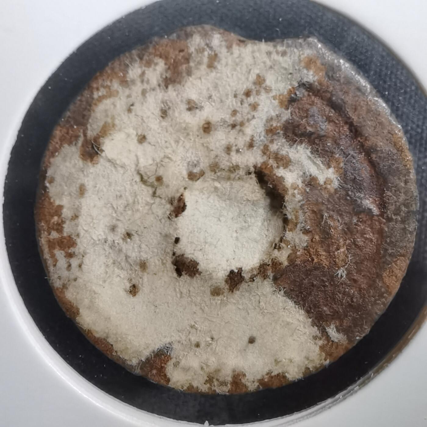 沼泽如烟--第908场 箱馆通宝