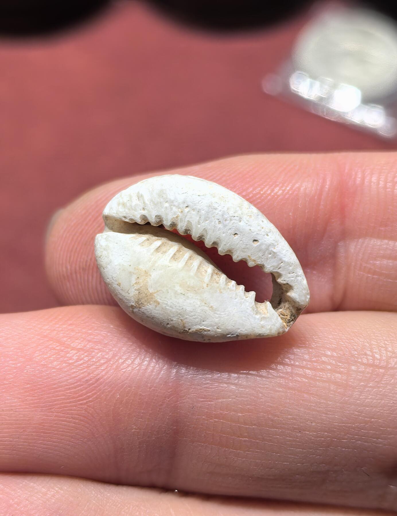 南宋泉阁俄币 外币 国币 专场第十九期 【送拍无额外佣金】 先秦 骨贝币 中国最早的货币