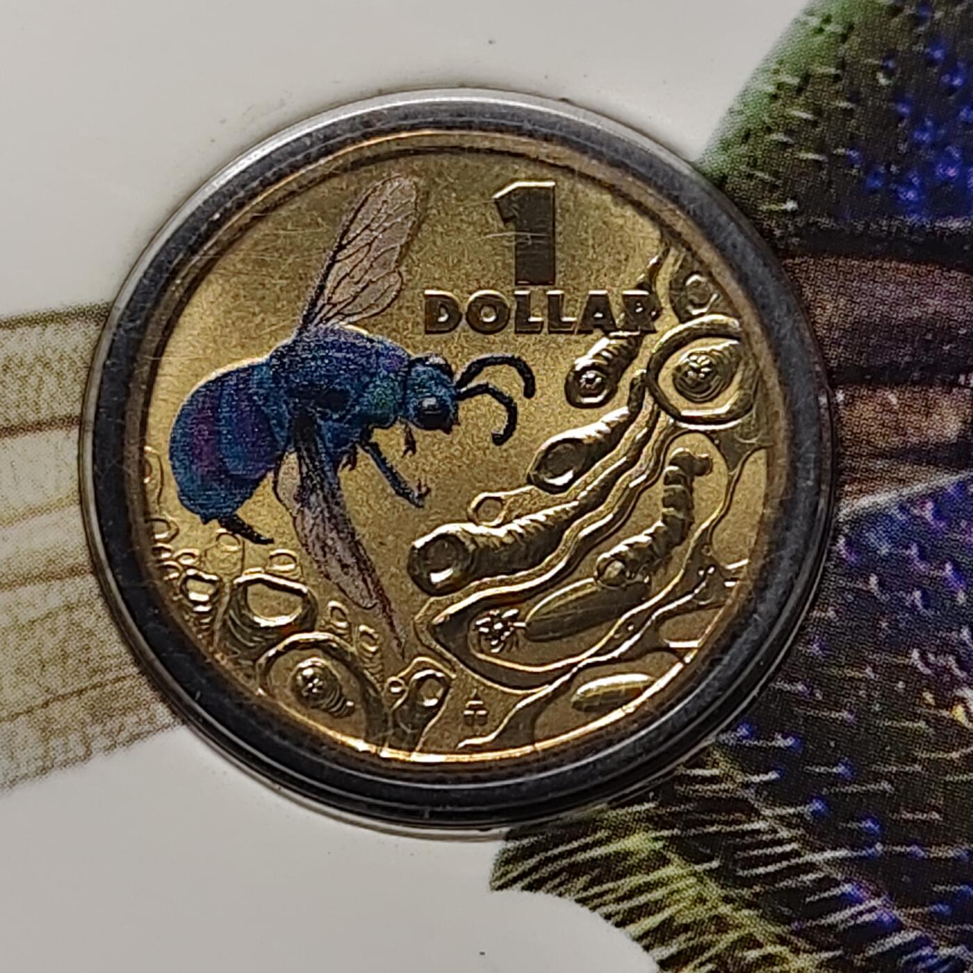 【全场包邮】纯粹捡漏拍480场（免费代拍第17场） 澳大利亚2014年1元彩色昆虫系列杜鹃黄蜂官方卡装彩色纪念币