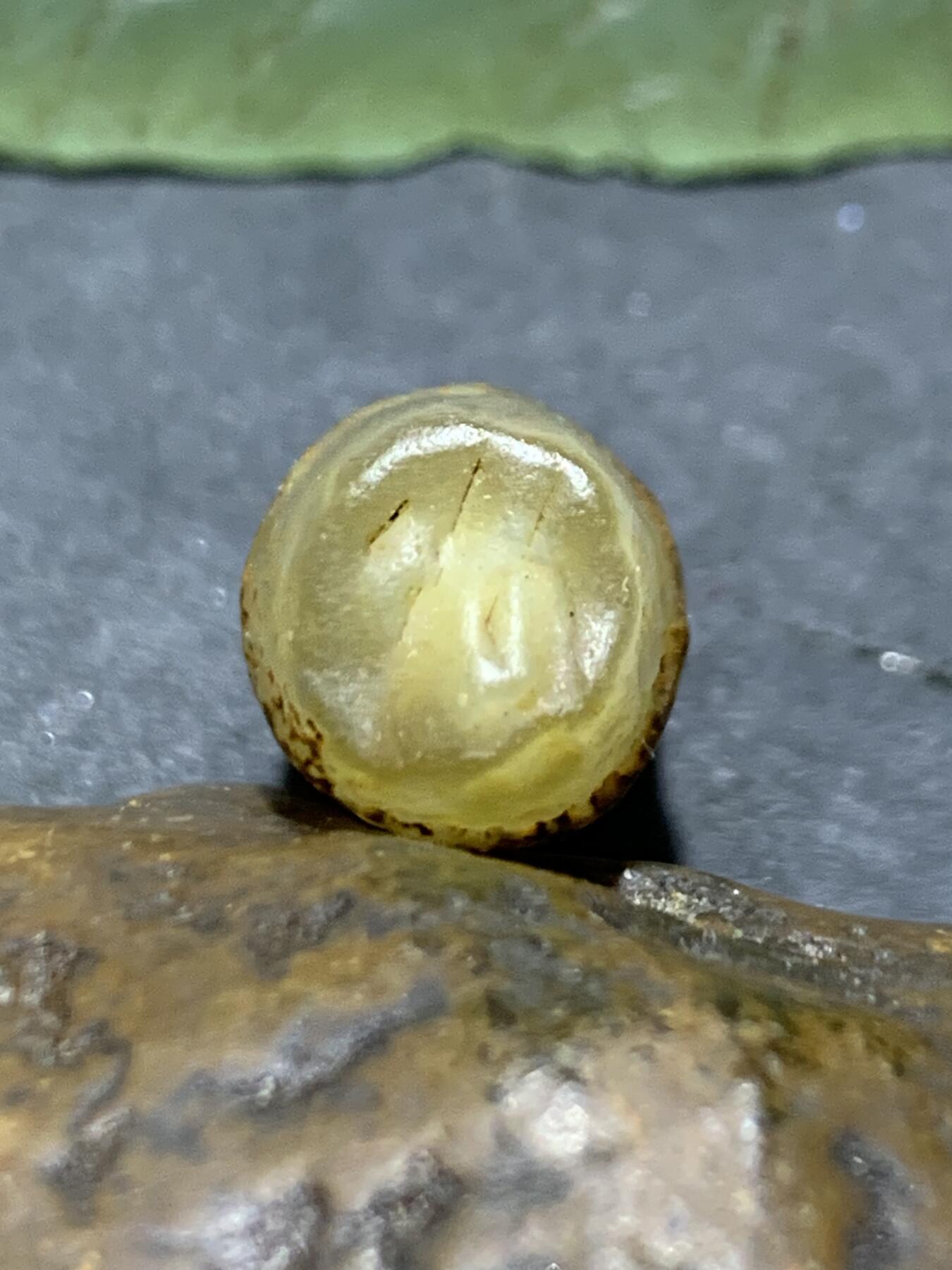 精美地表原皮阿拉善玛瑙糖心料管状筋脉石原石一颗，