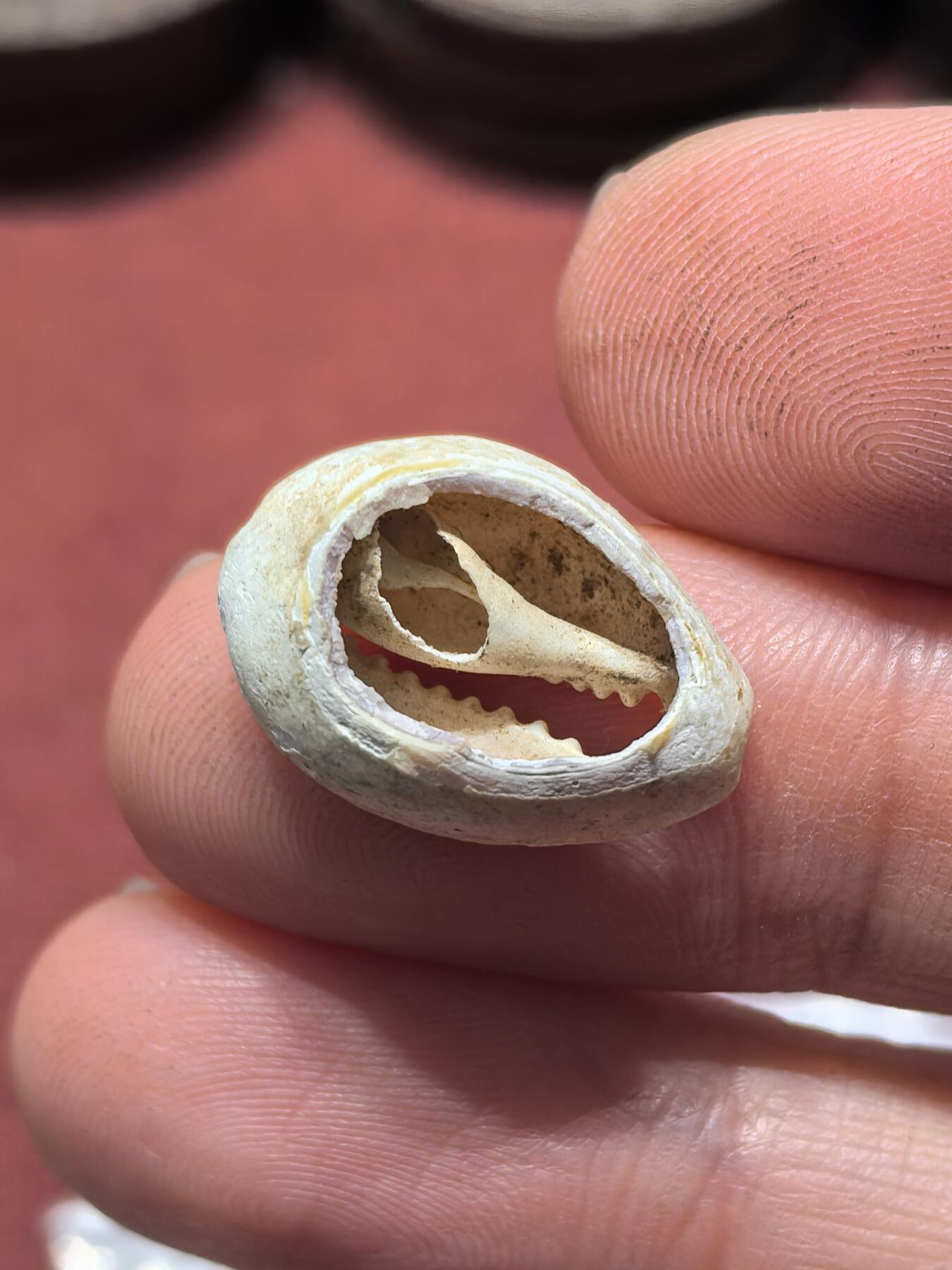 南宋泉阁俄币 外币 国币 专场第十九期 【送拍无额外佣金】 先秦 骨贝币 中国最早的货币