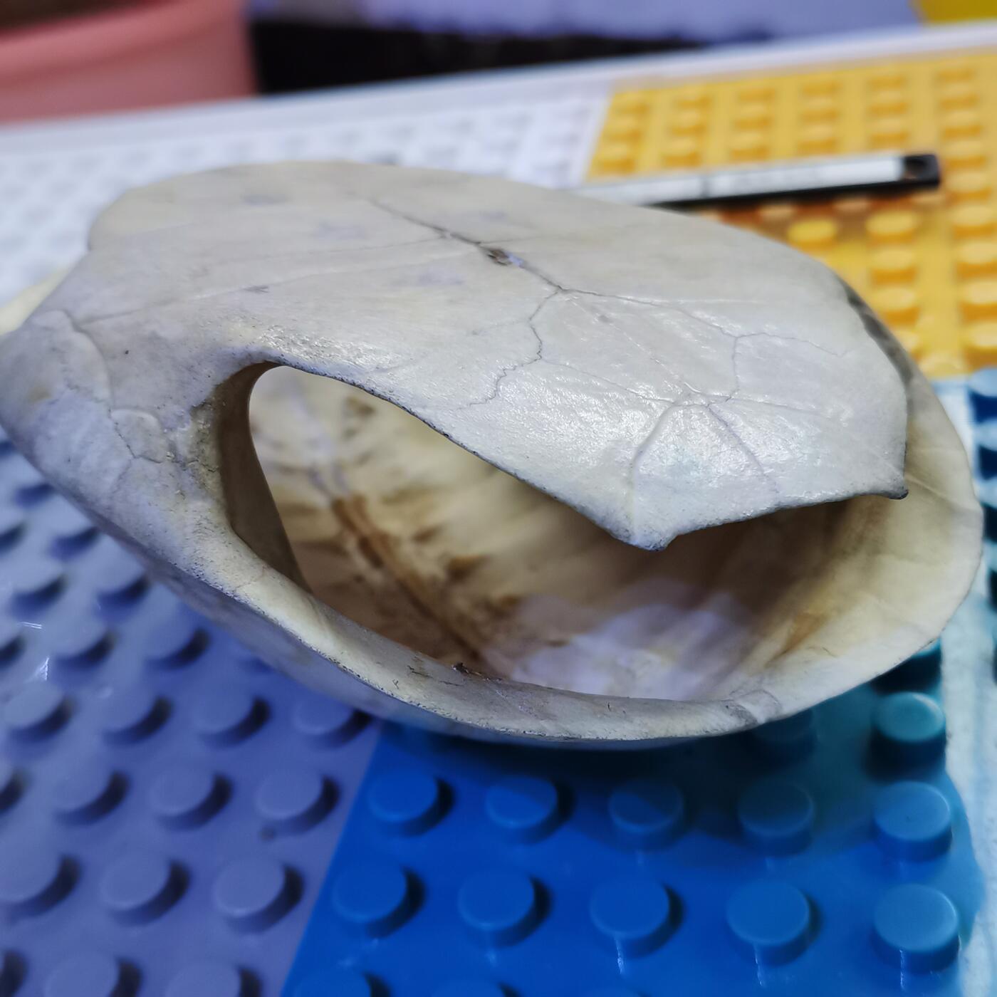 藏珍品阁杂件专场82期 清代卦龟壳，已经玉化