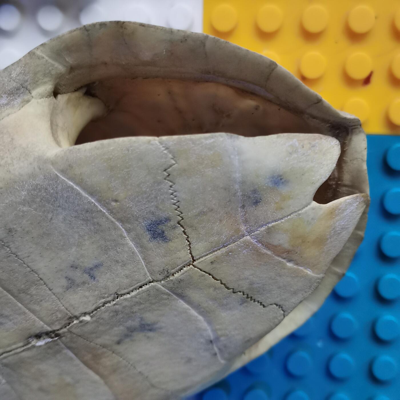 藏珍品阁杂件专场82期 清代卦龟壳，已经玉化