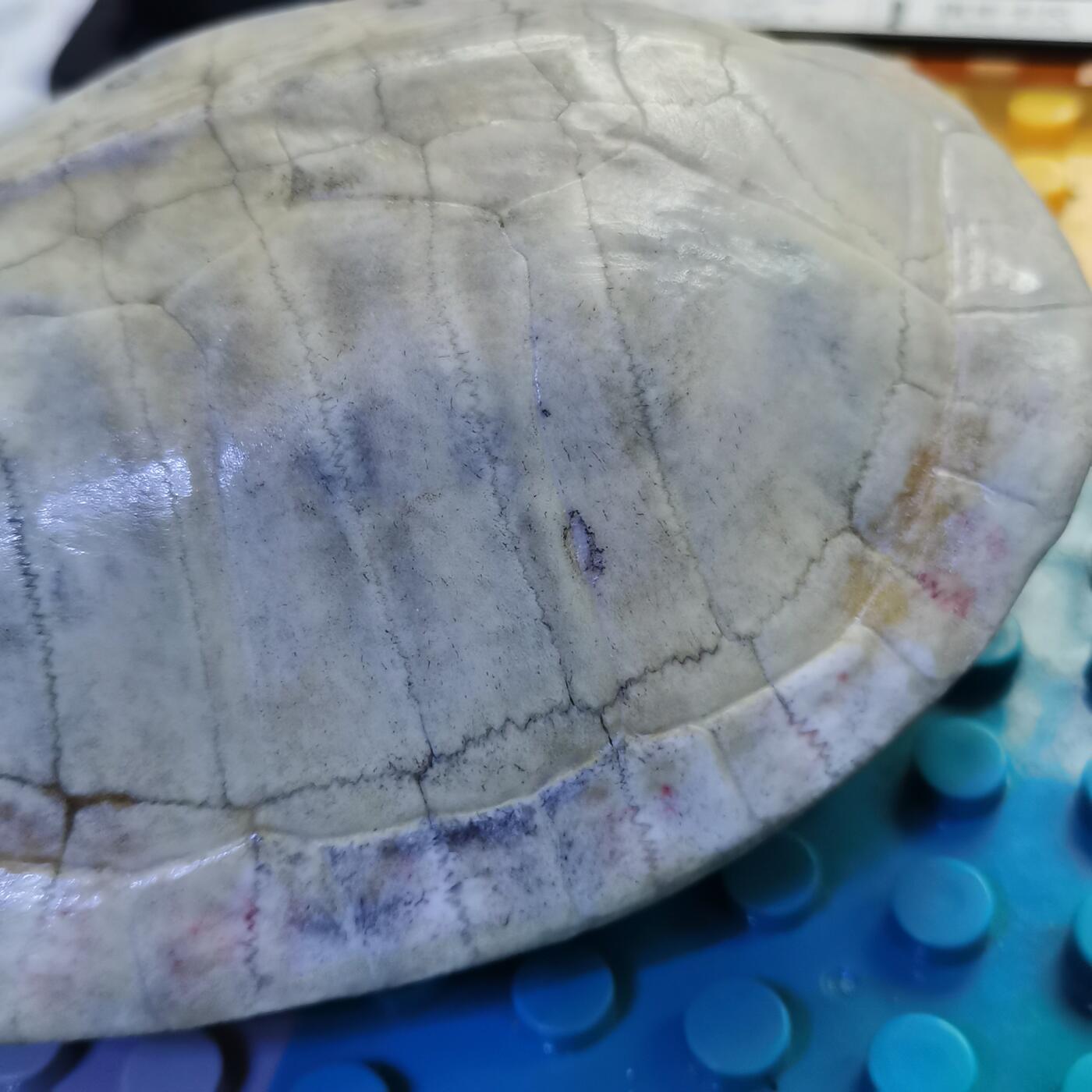 藏珍品阁杂件专场82期 清代卦龟壳，已经玉化