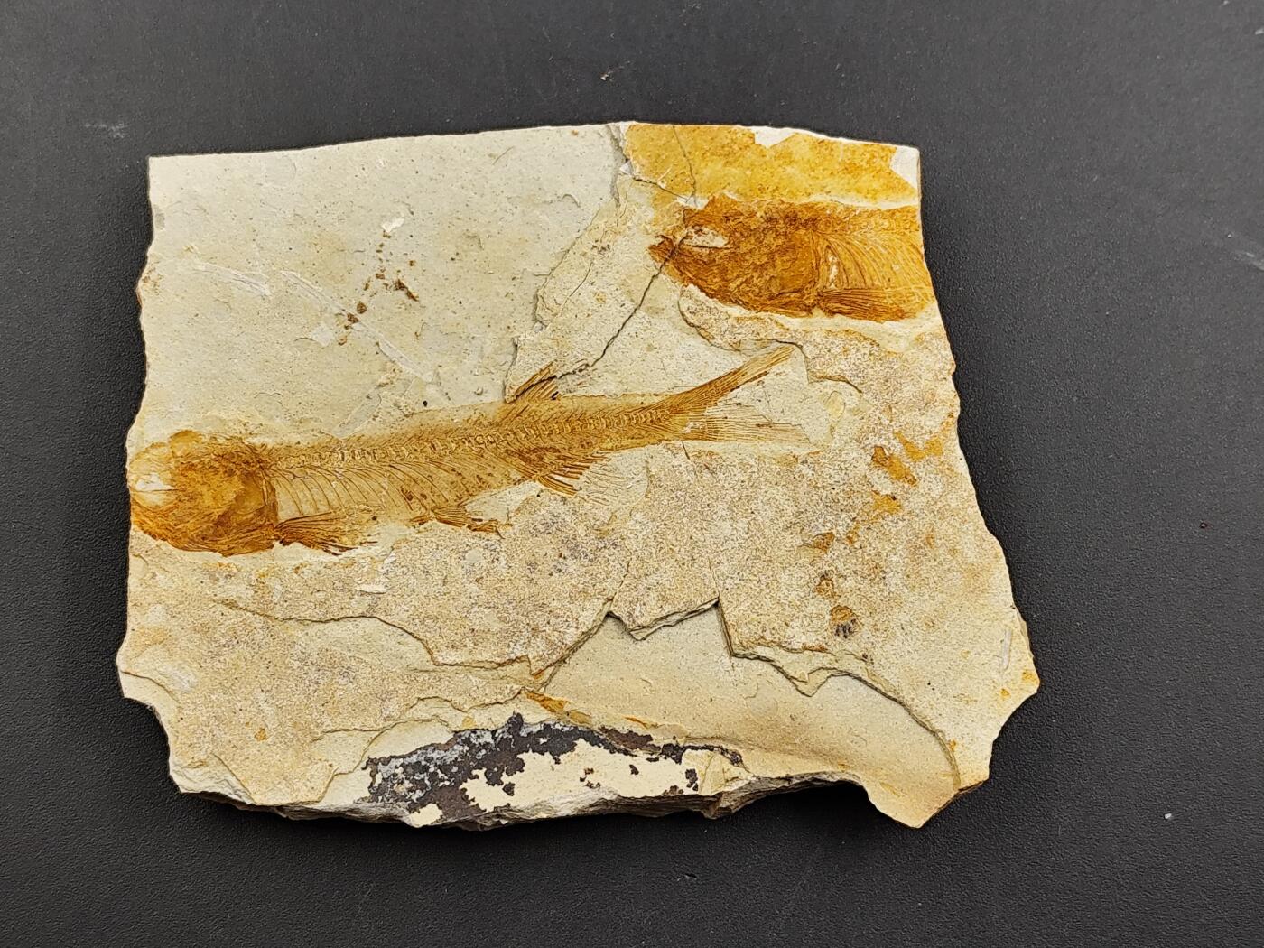 11月23日精品徽章专场 侏罗纪时期的化石