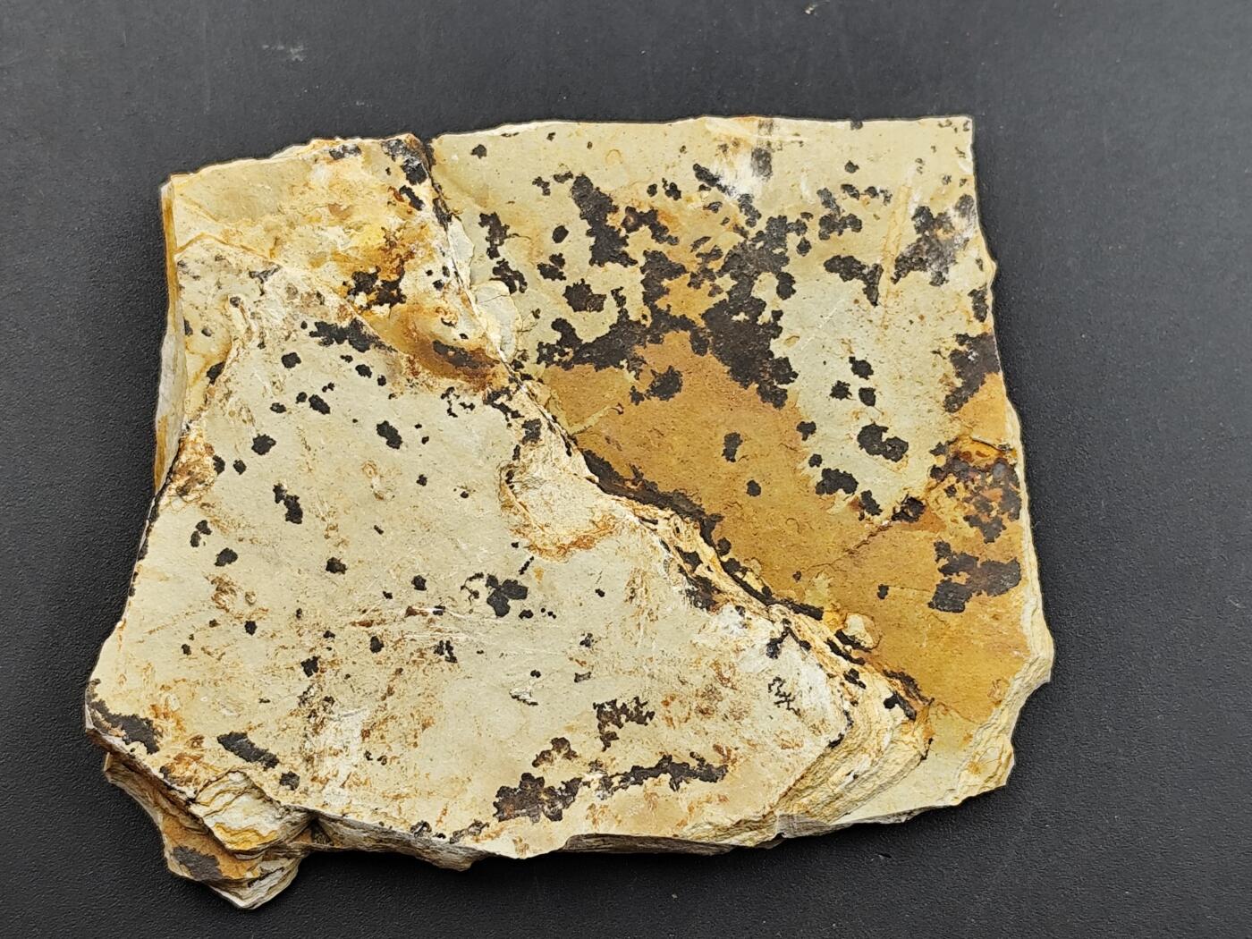 11月23日精品徽章专场 侏罗纪时期的化石