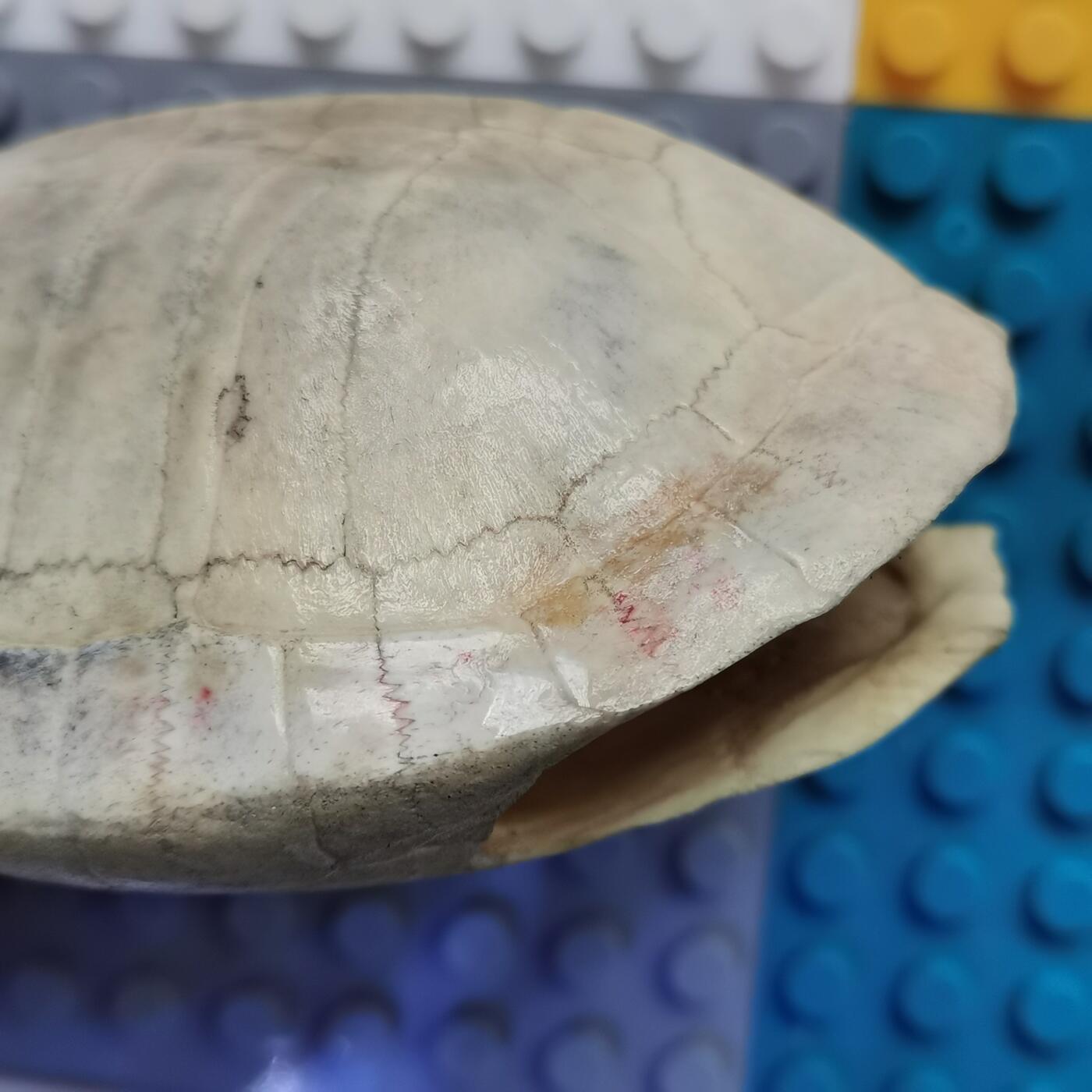 藏珍品阁杂件专场82期 清代卦龟壳，已经玉化