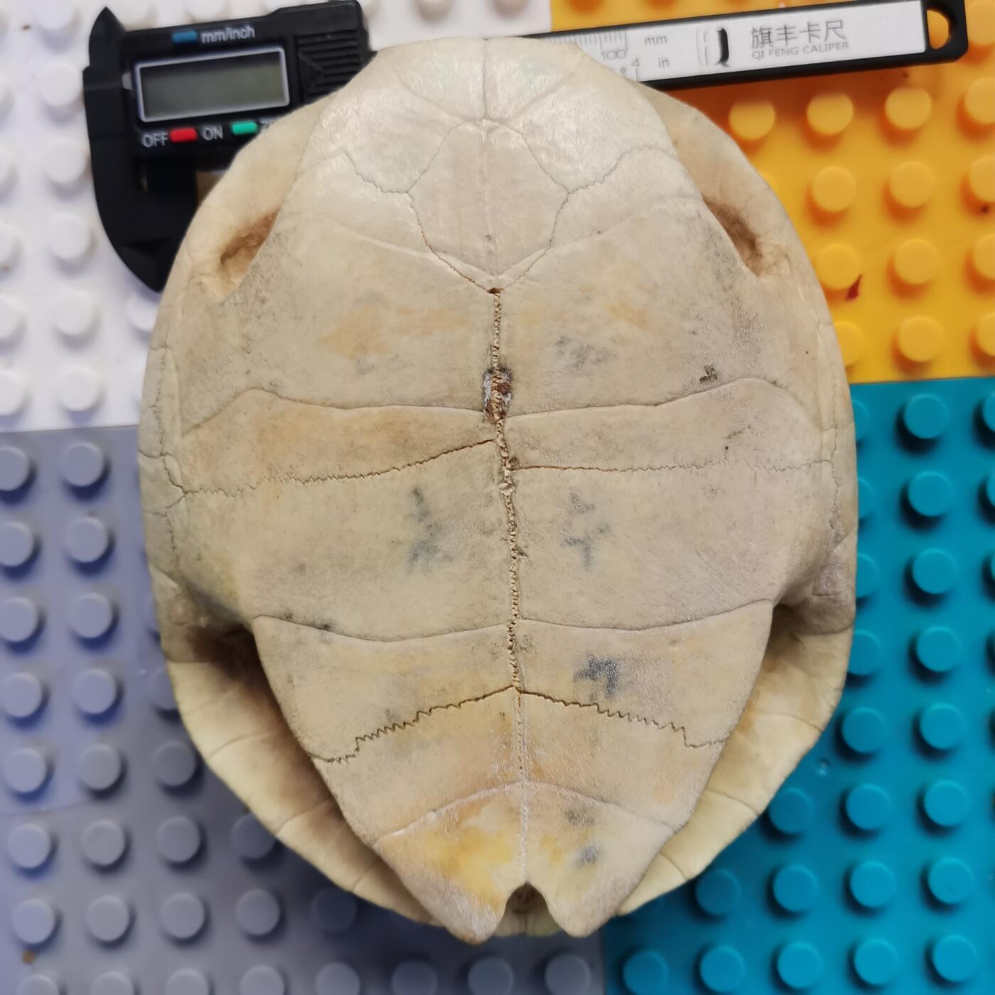 藏珍品阁杂件专场82期 清代卦龟壳，已经玉化