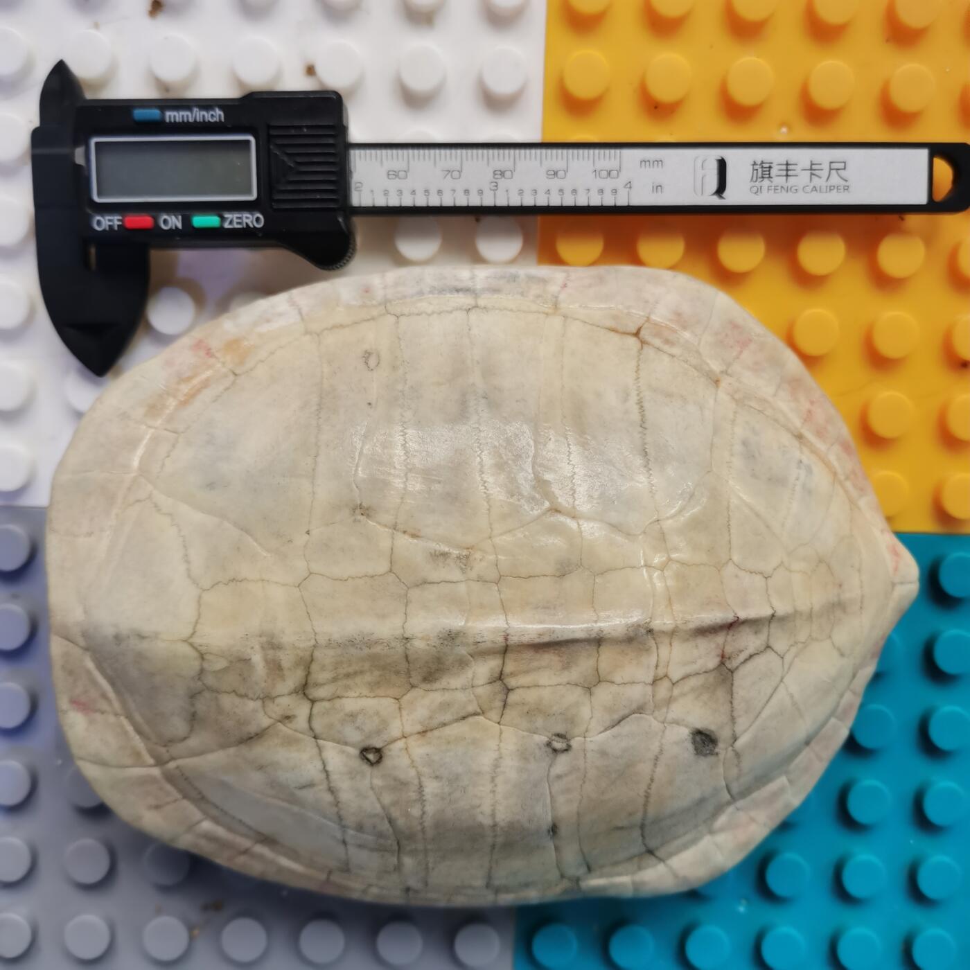 藏珍品阁杂件专场82期 清代卦龟壳，已经玉化