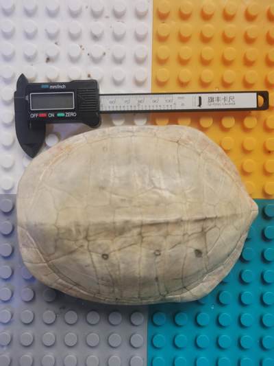 藏珍品阁杂件专场82期 - 清代卦龟壳，已经玉化