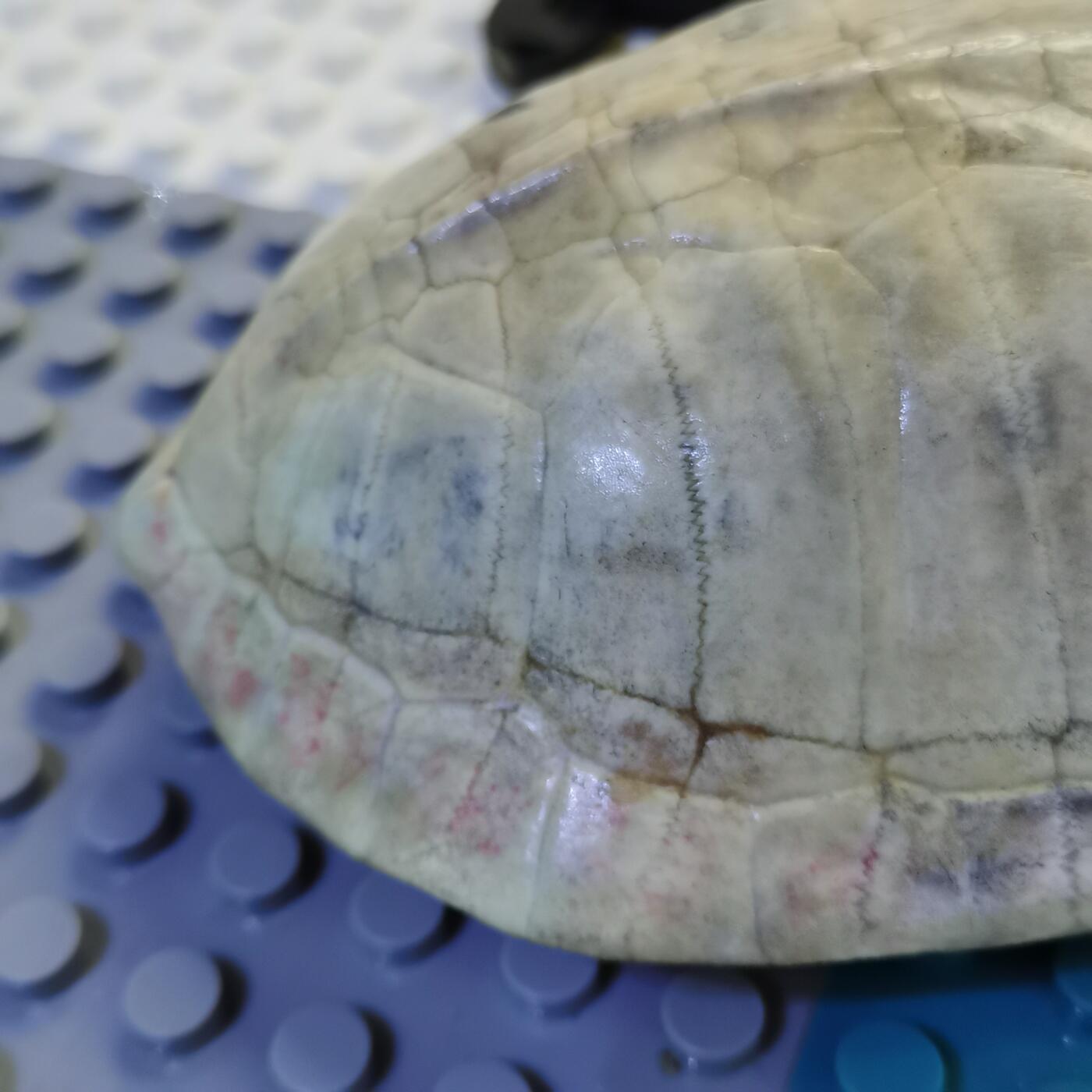 藏珍品阁杂件专场82期 清代卦龟壳，已经玉化