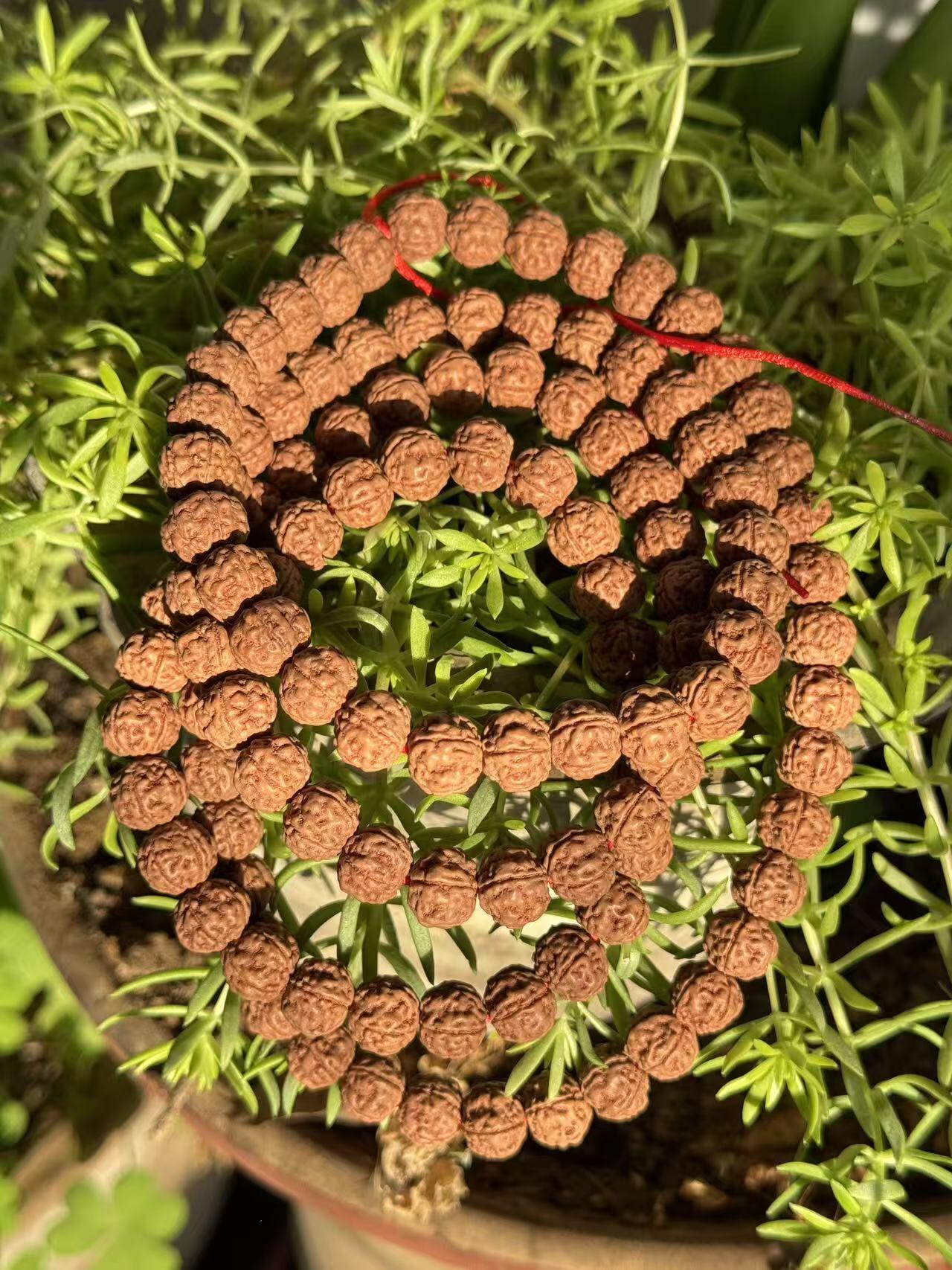 零元拍：超肉红皮屠龙梅花矮桩小金刚108/10MM 长串