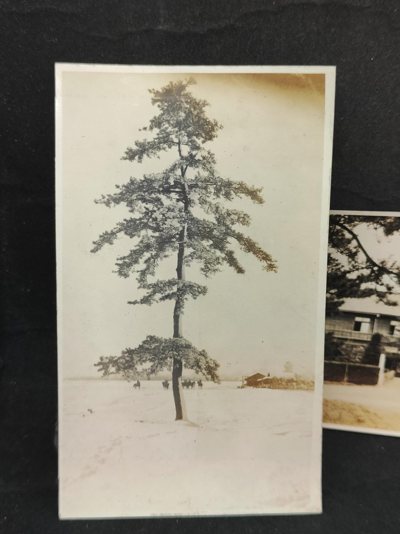 0元起拍勋章 第314期 咸鱼国勋章拍卖专场 11月30日（周日）下午6：00开始