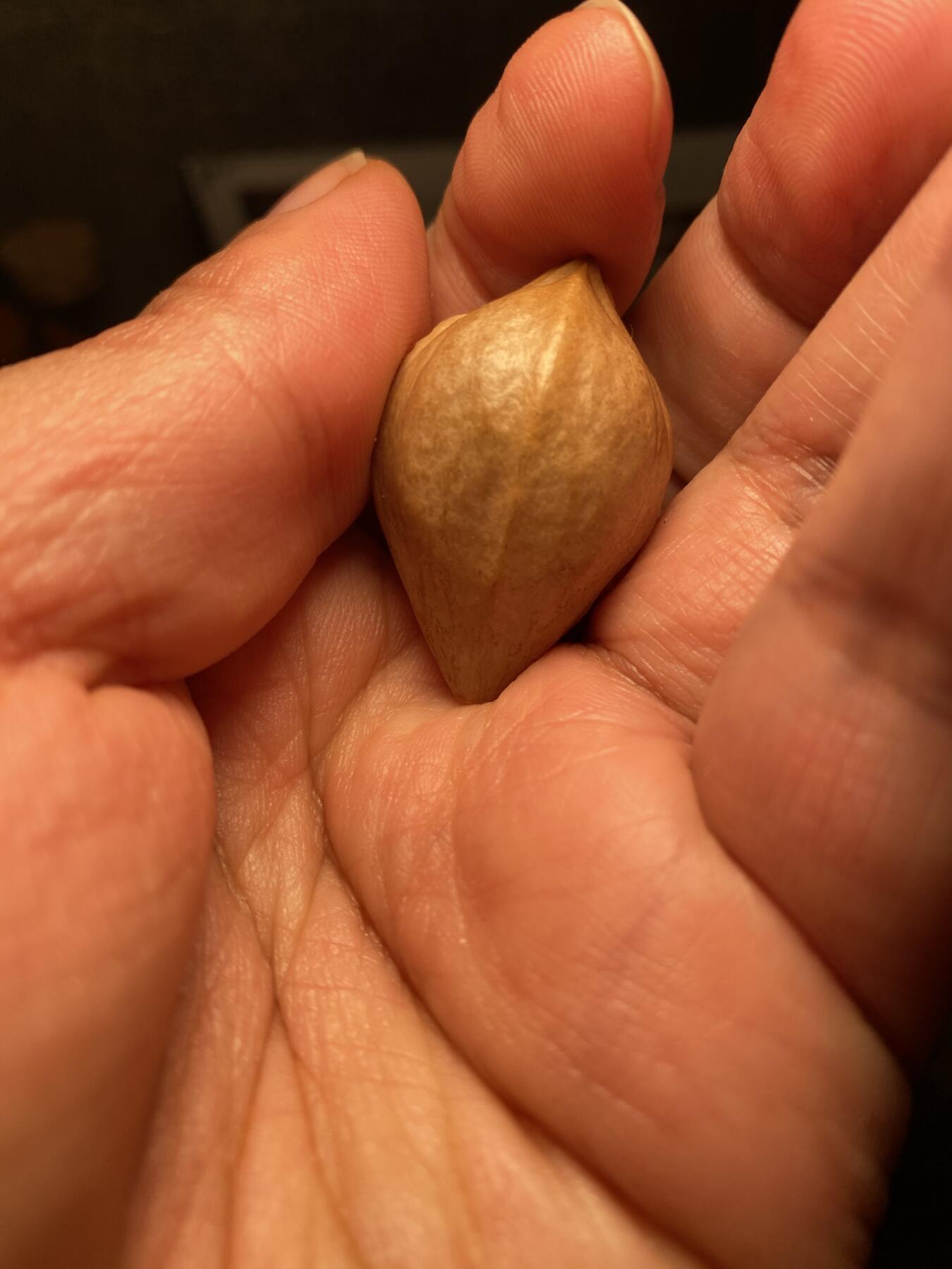 中国非物质文化遗产，苏工核雕 福利苏工核雕，纯手工雕刻，老苏工一念佛魔，个性十足，等待有缘人尺寸2。29x3.55喜欢的来