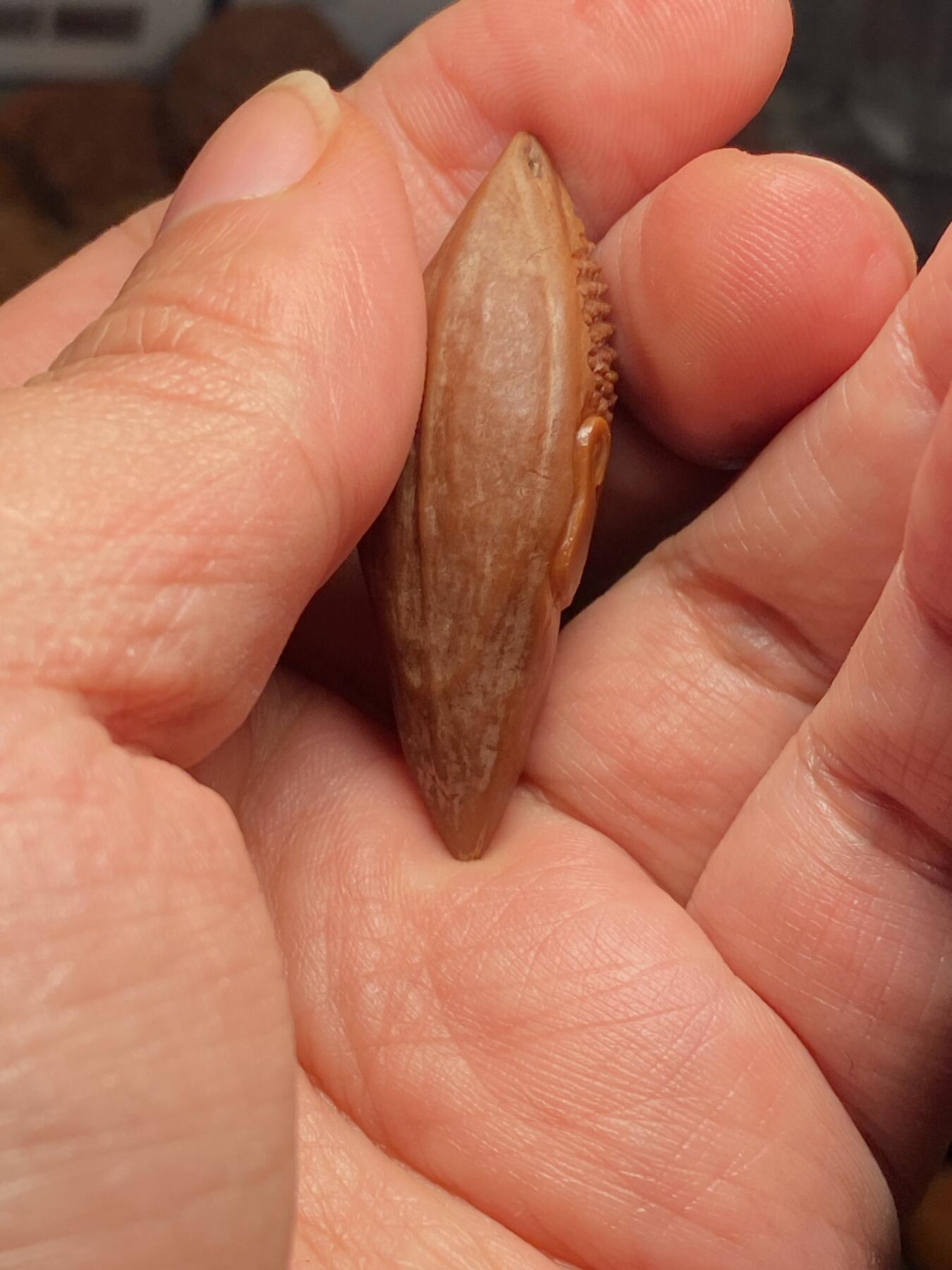 中国非物质文化遗产，苏工核雕 福利苏工核雕，纯手工雕刻，老苏工柳叶佛头，个性十足，等待有缘人尺寸1。6x4.7喜欢的来