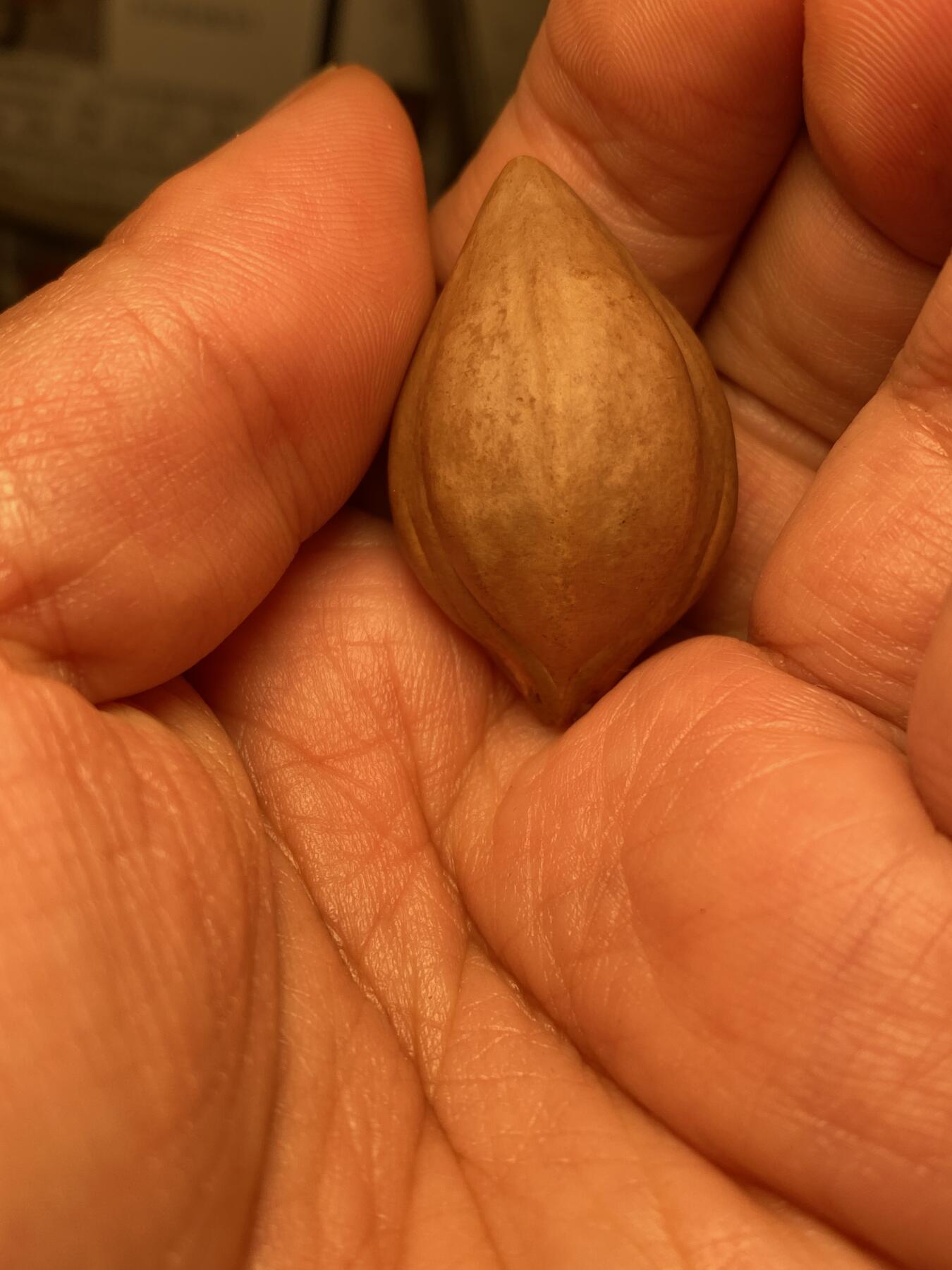 中国非物质文化遗产，苏工核雕 福利苏工核雕，纯手工雕刻，老苏工老财，个性十足，等待有缘人，市场无同款，尺寸2。28x3.68喜欢的来