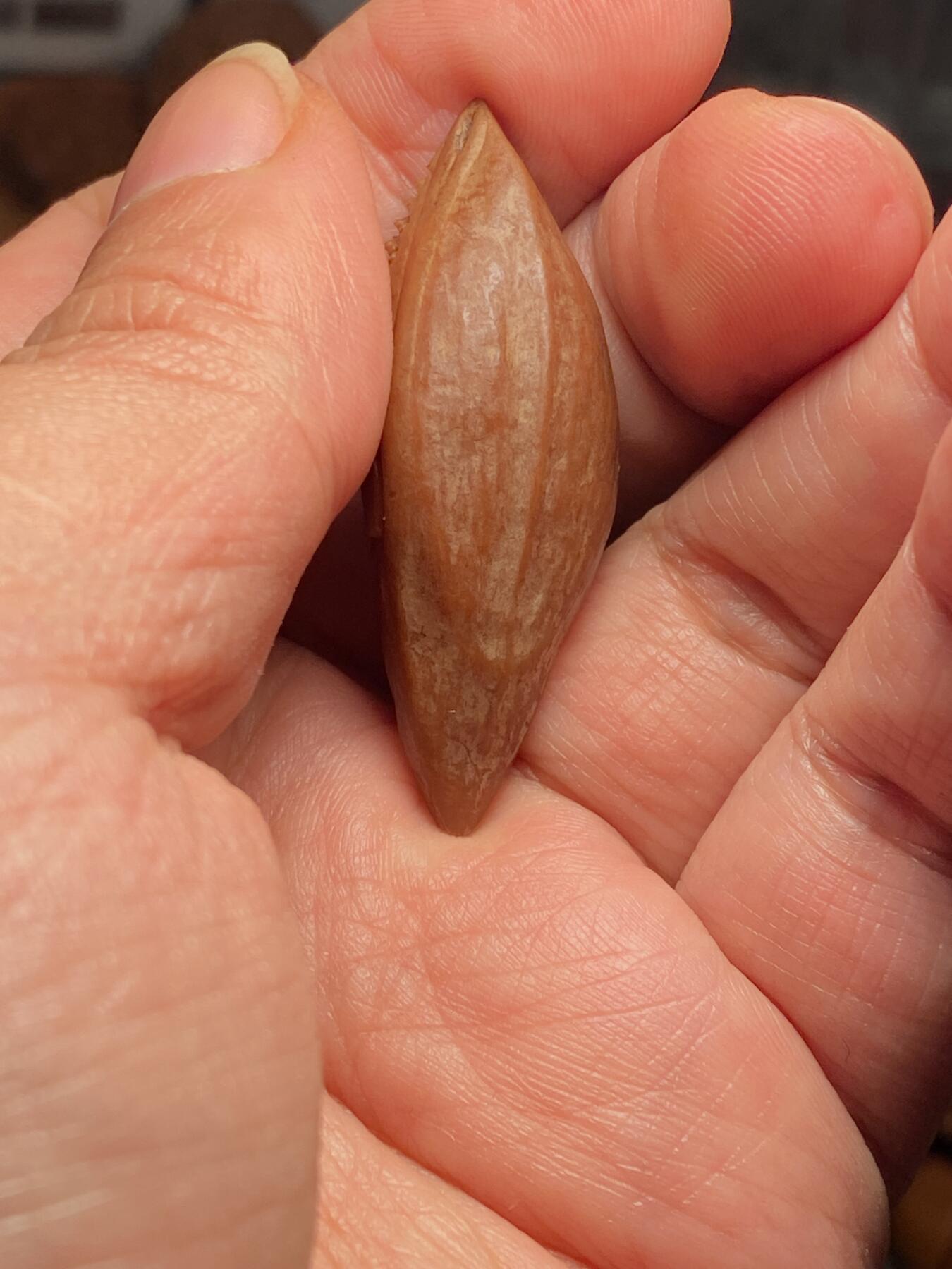 中国非物质文化遗产，苏工核雕 福利苏工核雕，纯手工雕刻，老苏工柳叶佛头，个性十足，等待有缘人尺寸1。6x4.7喜欢的来