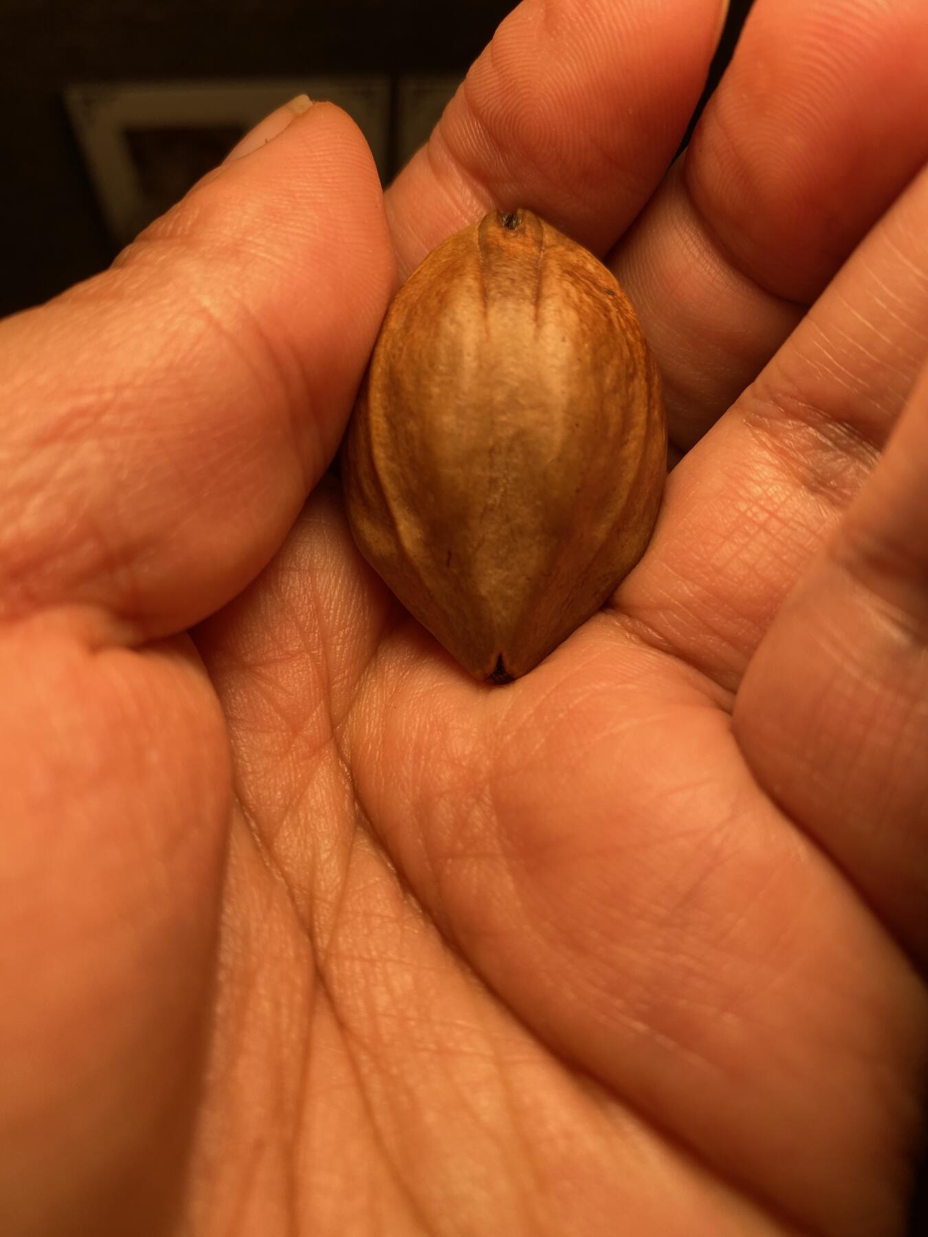 中国非物质文化遗产，苏工核雕 福利苏工核雕纯手工雕刻，老苏工君临天下，狮虎兽，个性十足，表情丰富，等待有缘人，市场无同款，尺寸2。6x3.95喜欢的来